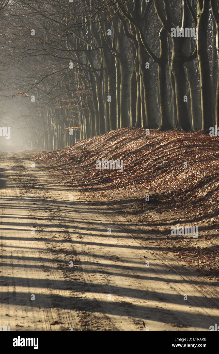 Beech Lane con novembre la nebbia e le ombre del faggio-trunk. Foto Stock