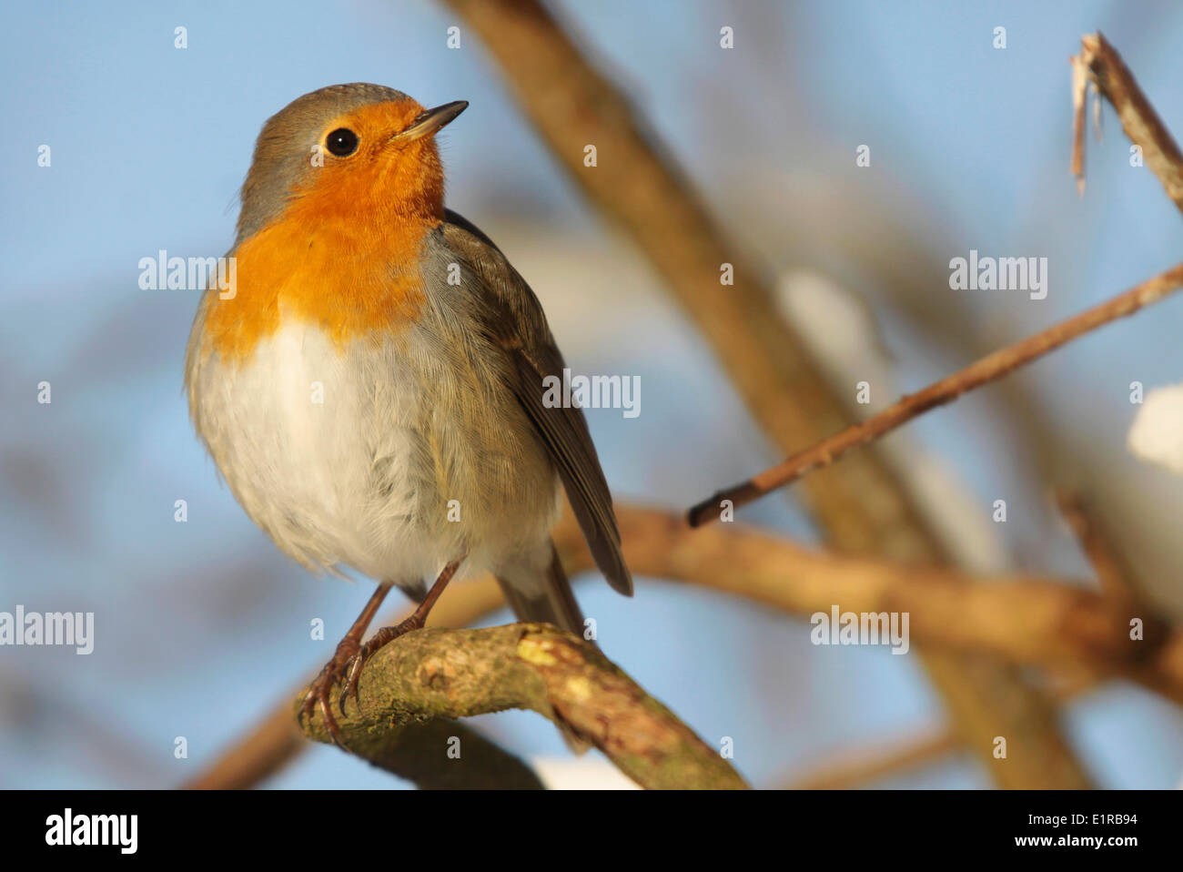 Robin in un ambiente naturale. Foto Stock