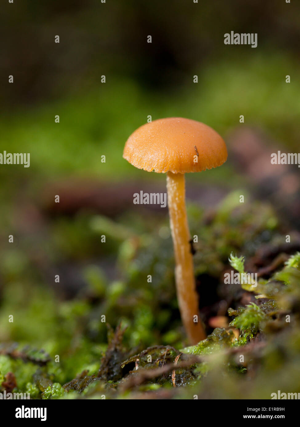 Galerina pumila (G. mycenopsis) è un toadstool di boschi di conifere e brughiere su terreni acidi. Foto Stock