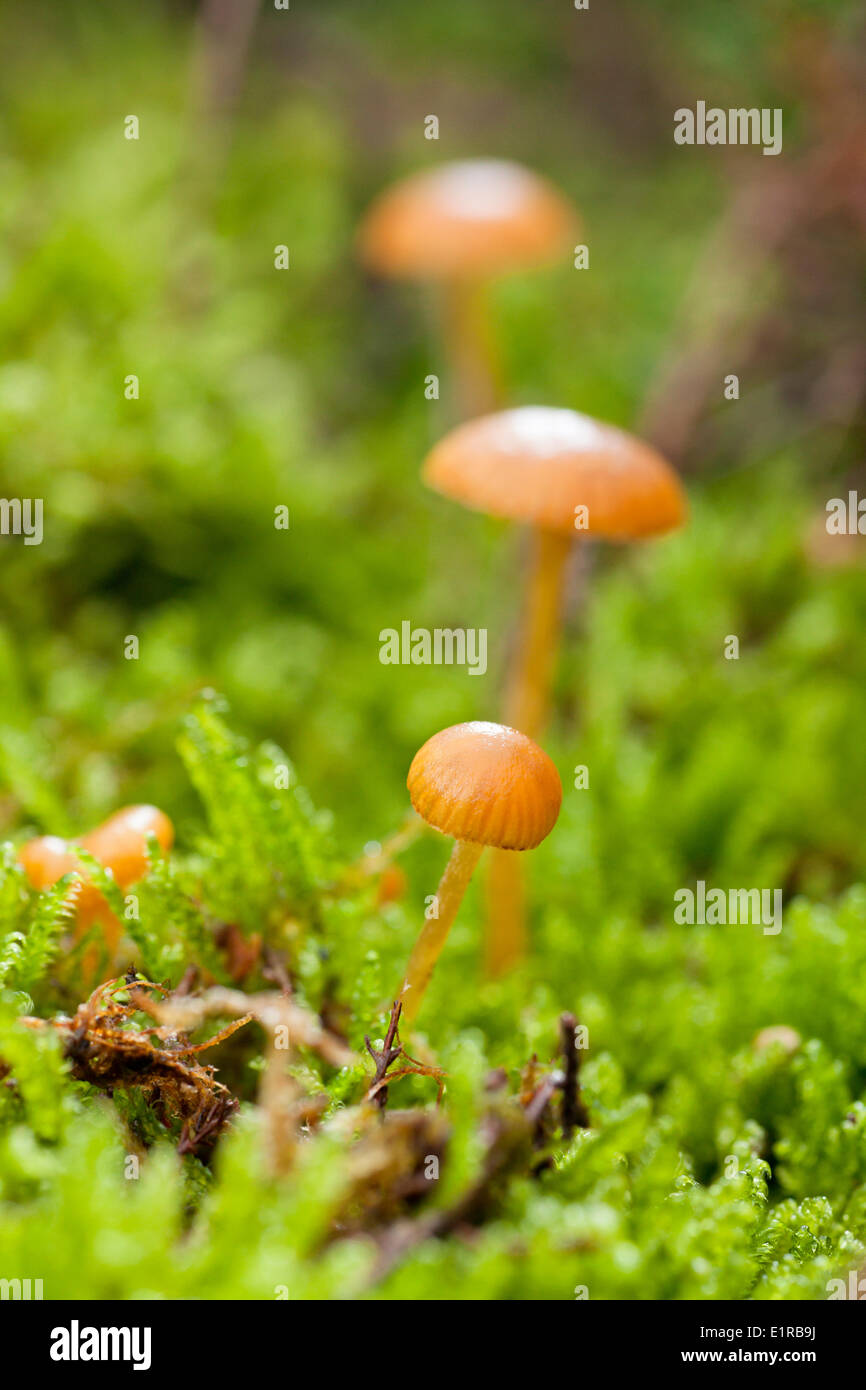 Galerina pumila (G. mycenopsis) è un toadstool di boschi di conifere e brughiere su terreni acidi. Foto Stock