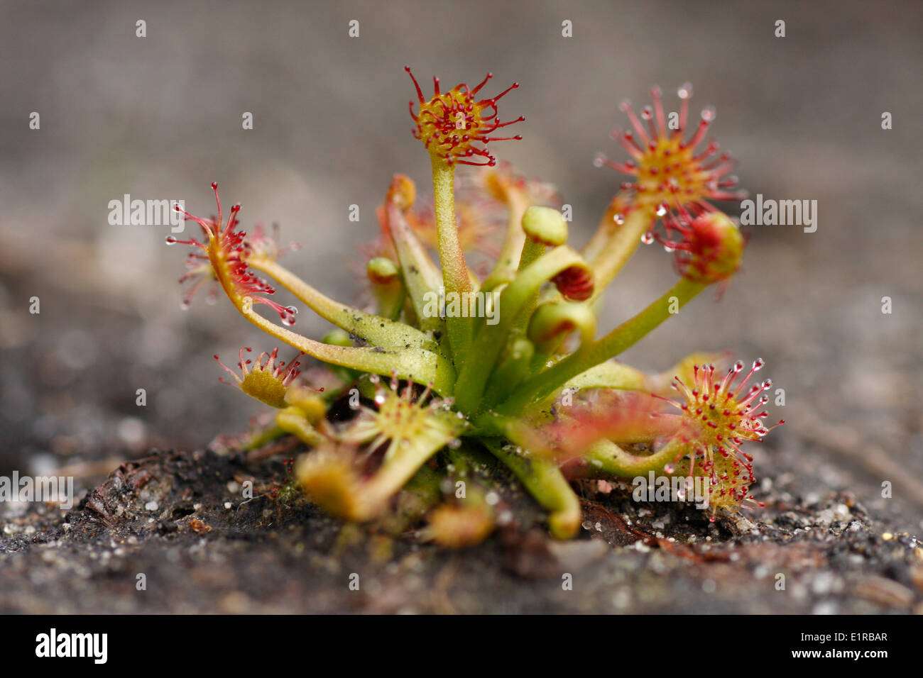 Sundew comune Foto Stock