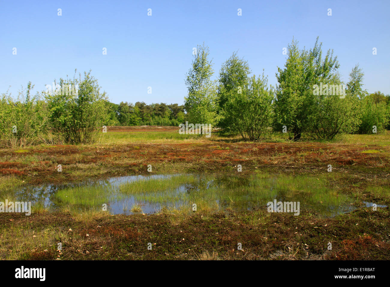 La vegetazione pioniera come haircap moss e di betulla Foto Stock