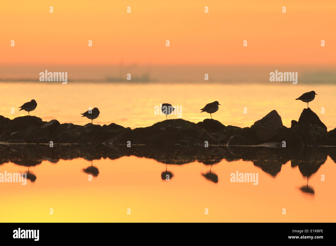 Plover grigio sulle rocce al lato mare, colori arancione del tramonto Foto Stock