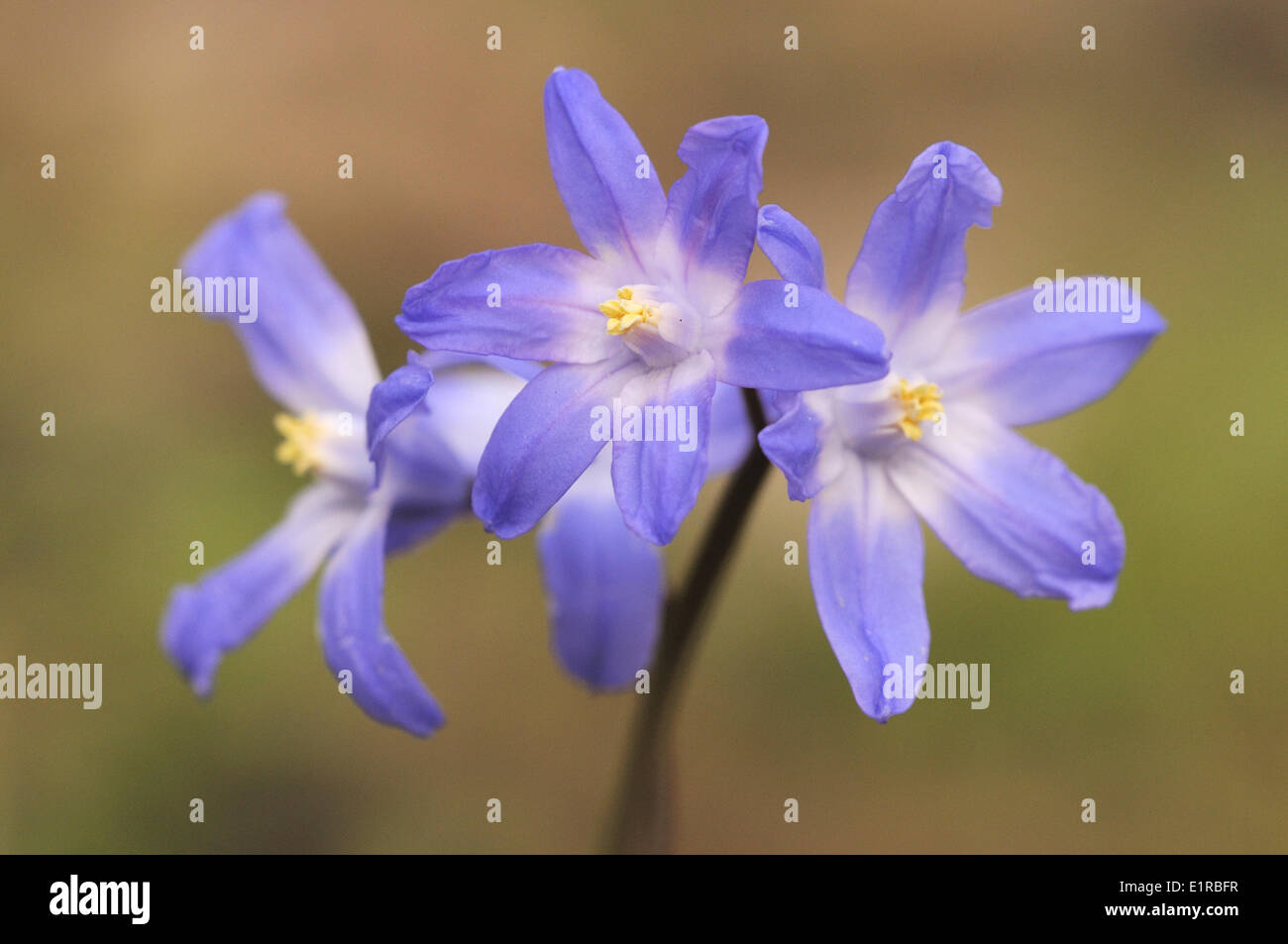 Tre fiori viola gloria della neve accanto a vicenda Foto Stock