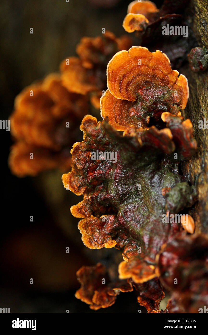 Vista superiore del fungo in foglia Foto Stock