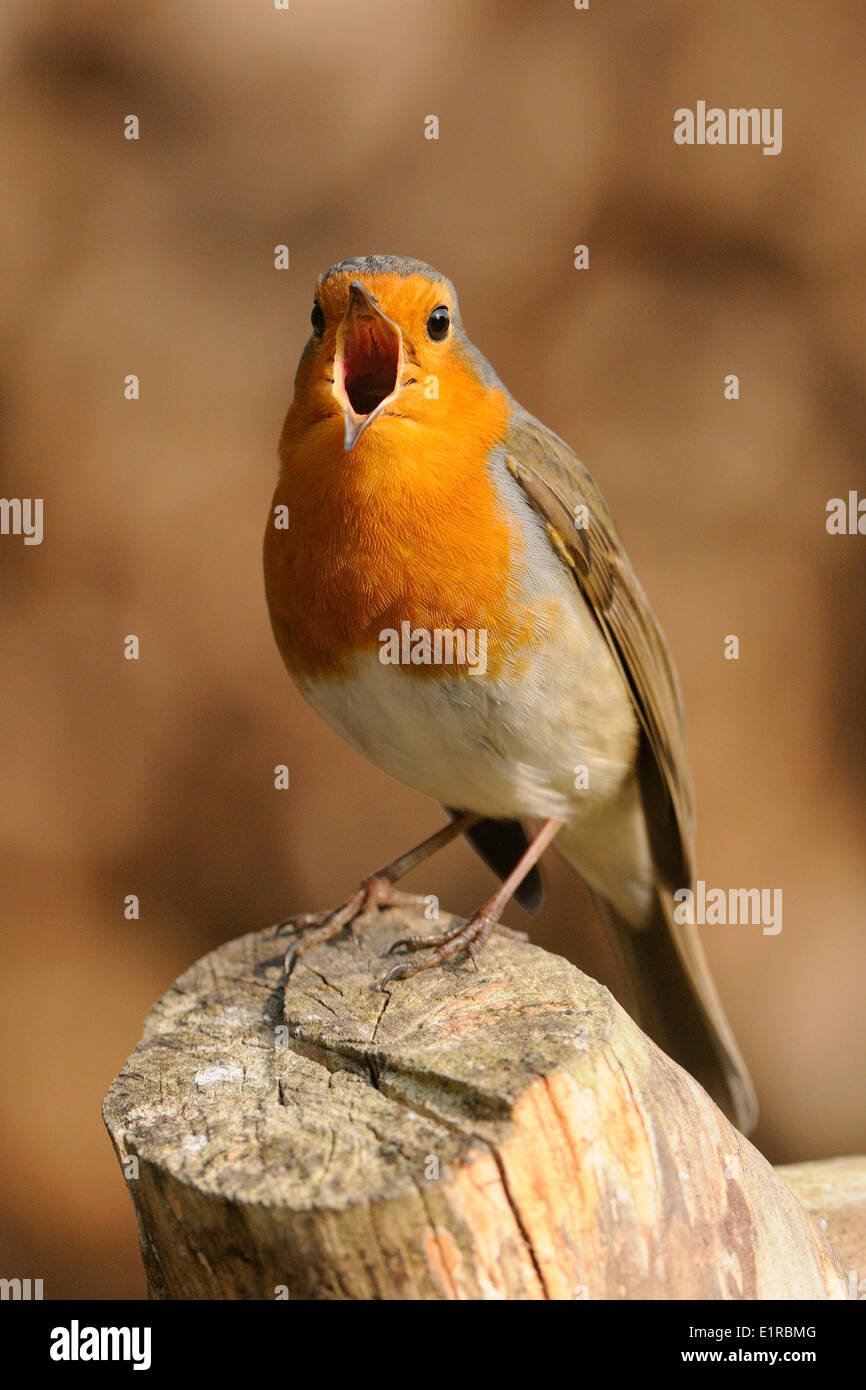 Il canto Robin contro un sfondo marrone Foto Stock