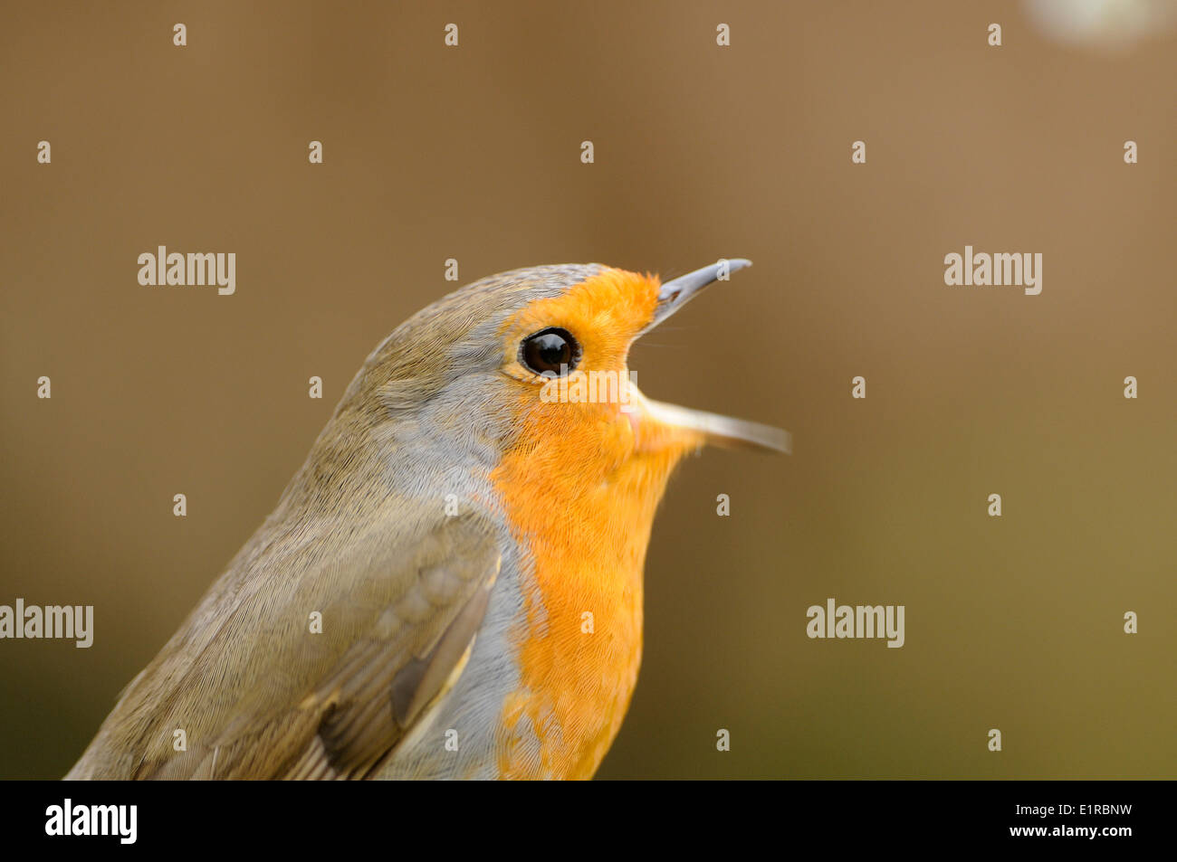 Colpo di testa di un canto Robin contro un sfondo marrone Foto Stock