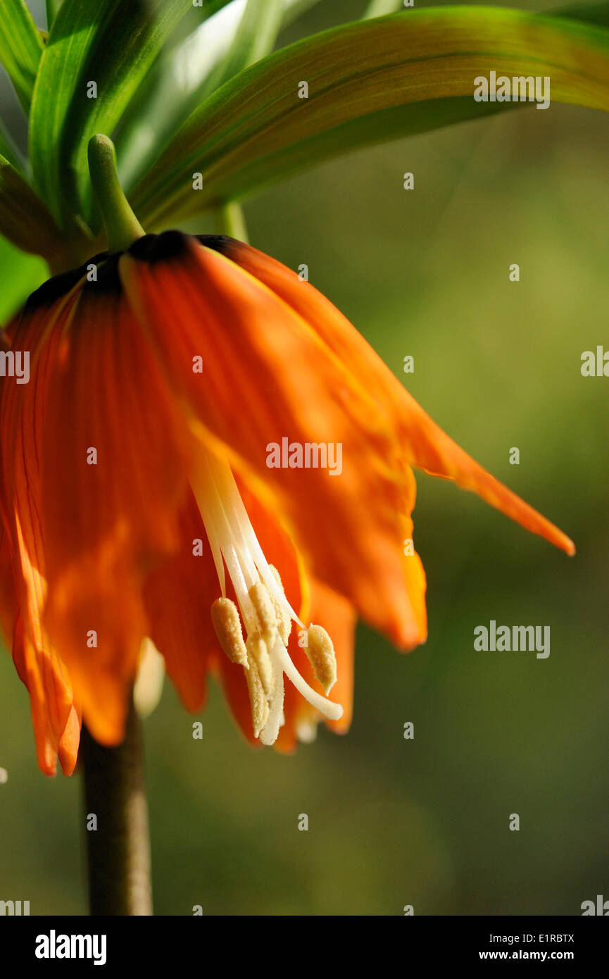 Fioritura la corona imperiale in foresta precedente Foto Stock