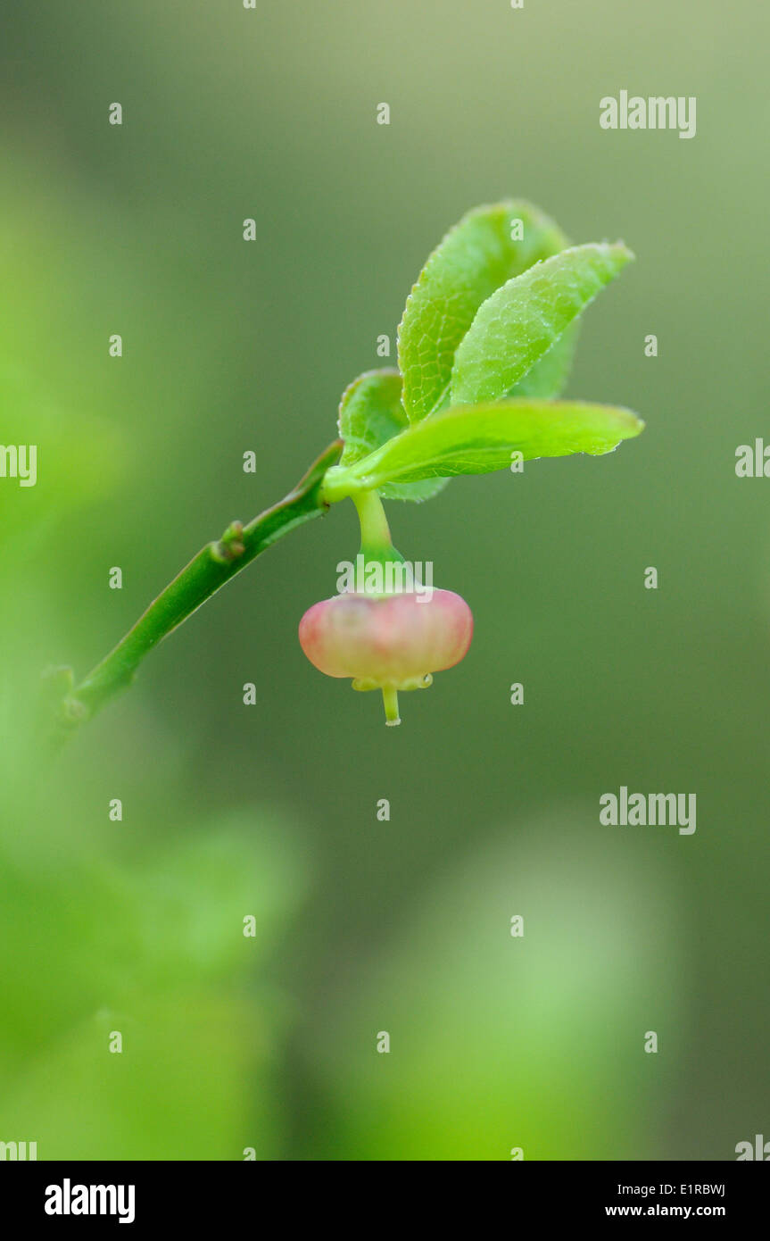 Fioritura mirtillo Foto Stock