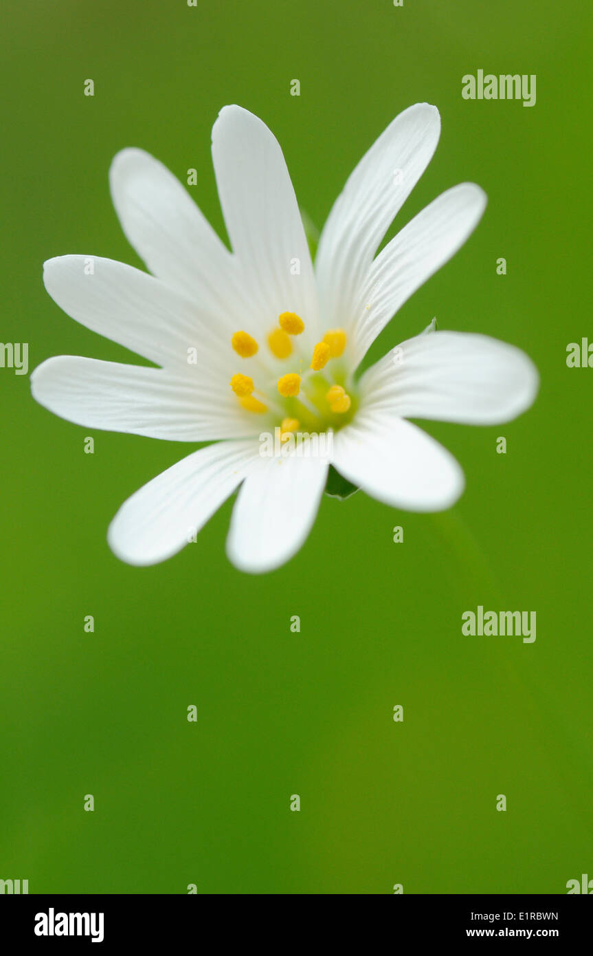 Fioritura Stitchwort maggiore, il dettaglio di un fiore Foto Stock