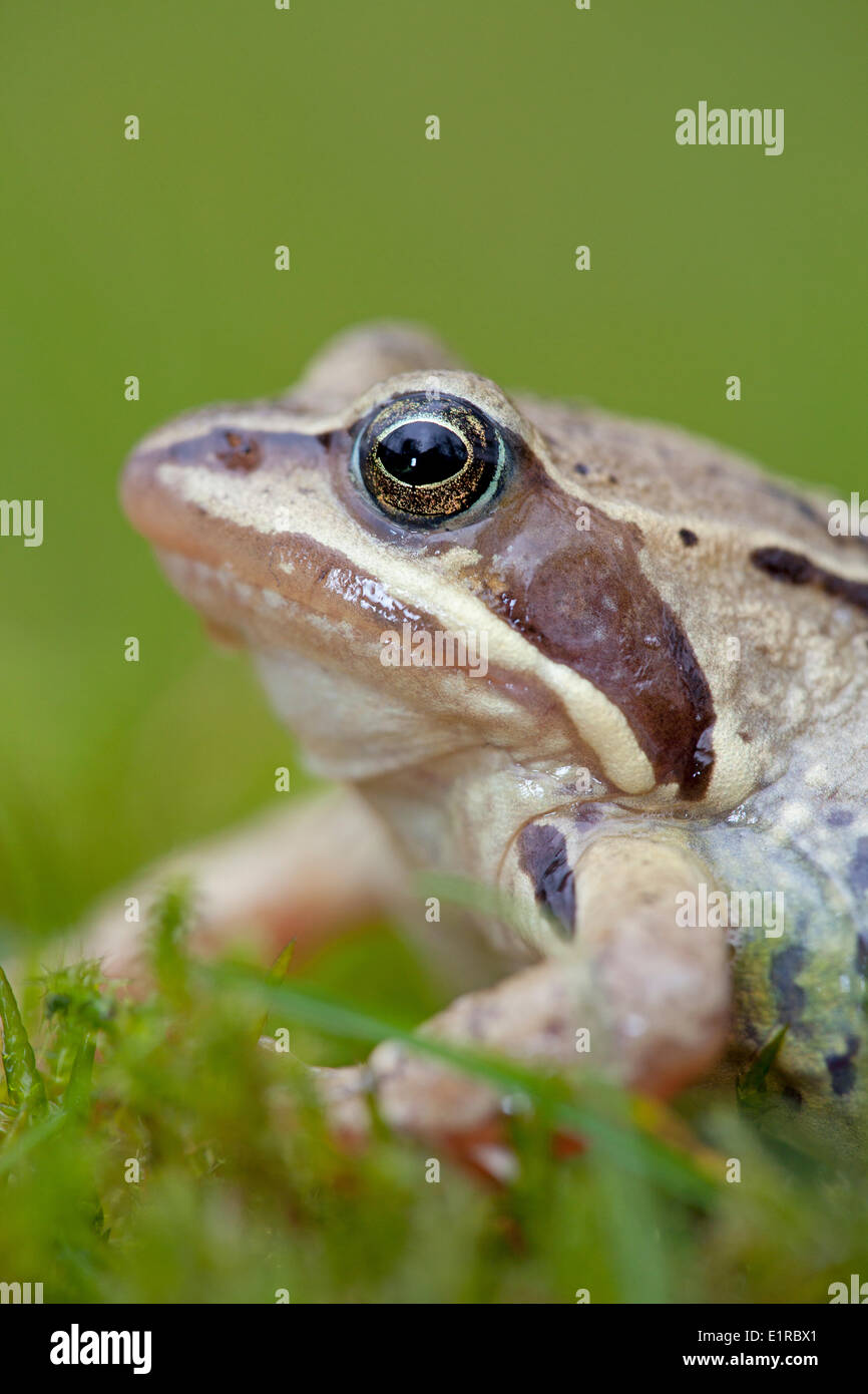 Ritratto verticale di un maschio moor frog contro uno sfondo verde Foto Stock