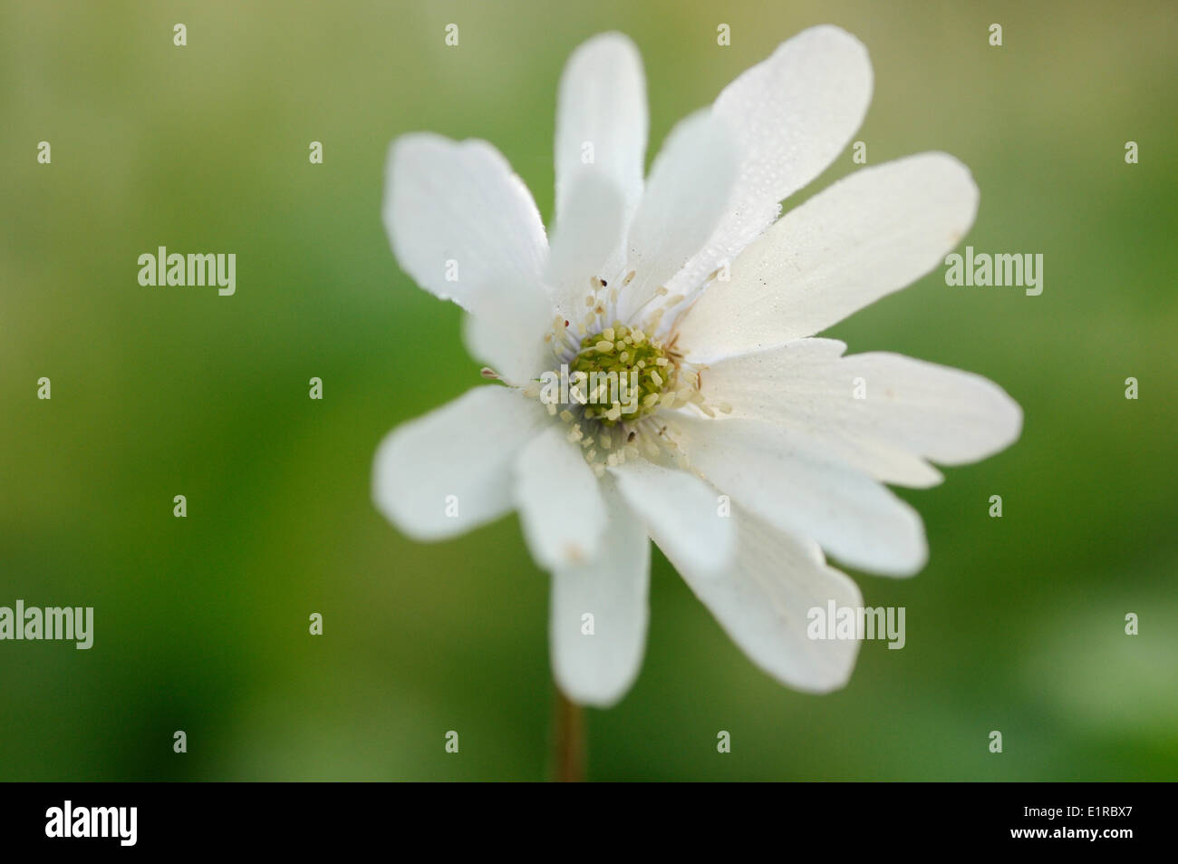 Apertura fiore bianco del Grecian Windflower, un regolare fuoriuscita di piante ornamentali e da questo modo naturalizing in Olanda Foto Stock