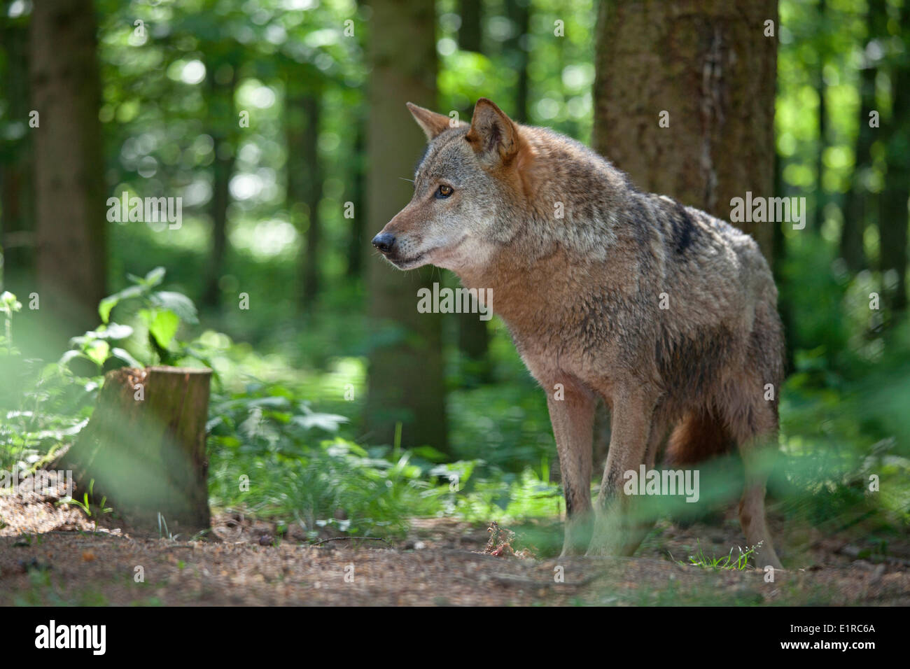 Foto di un lupo europeo in una foresta verde Foto Stock