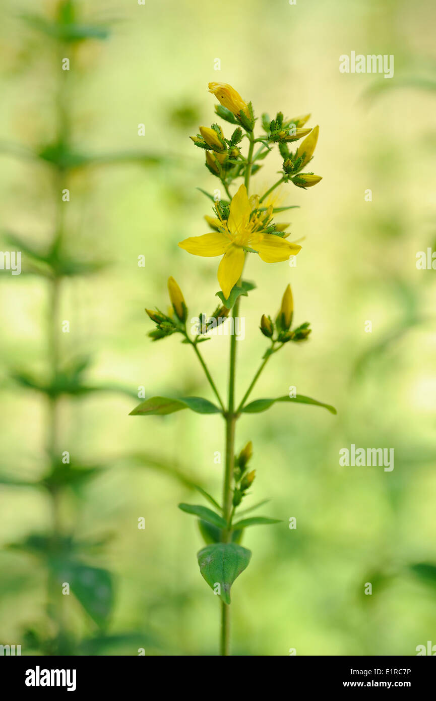 Fioritura Hairy San Giovanni-wort Foto Stock