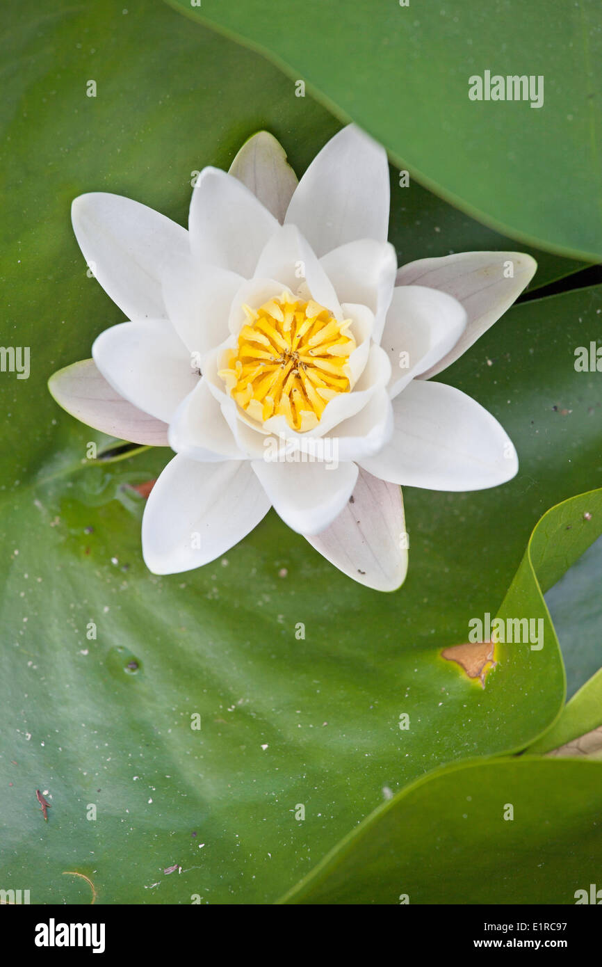 Foto di white water lily Foto Stock