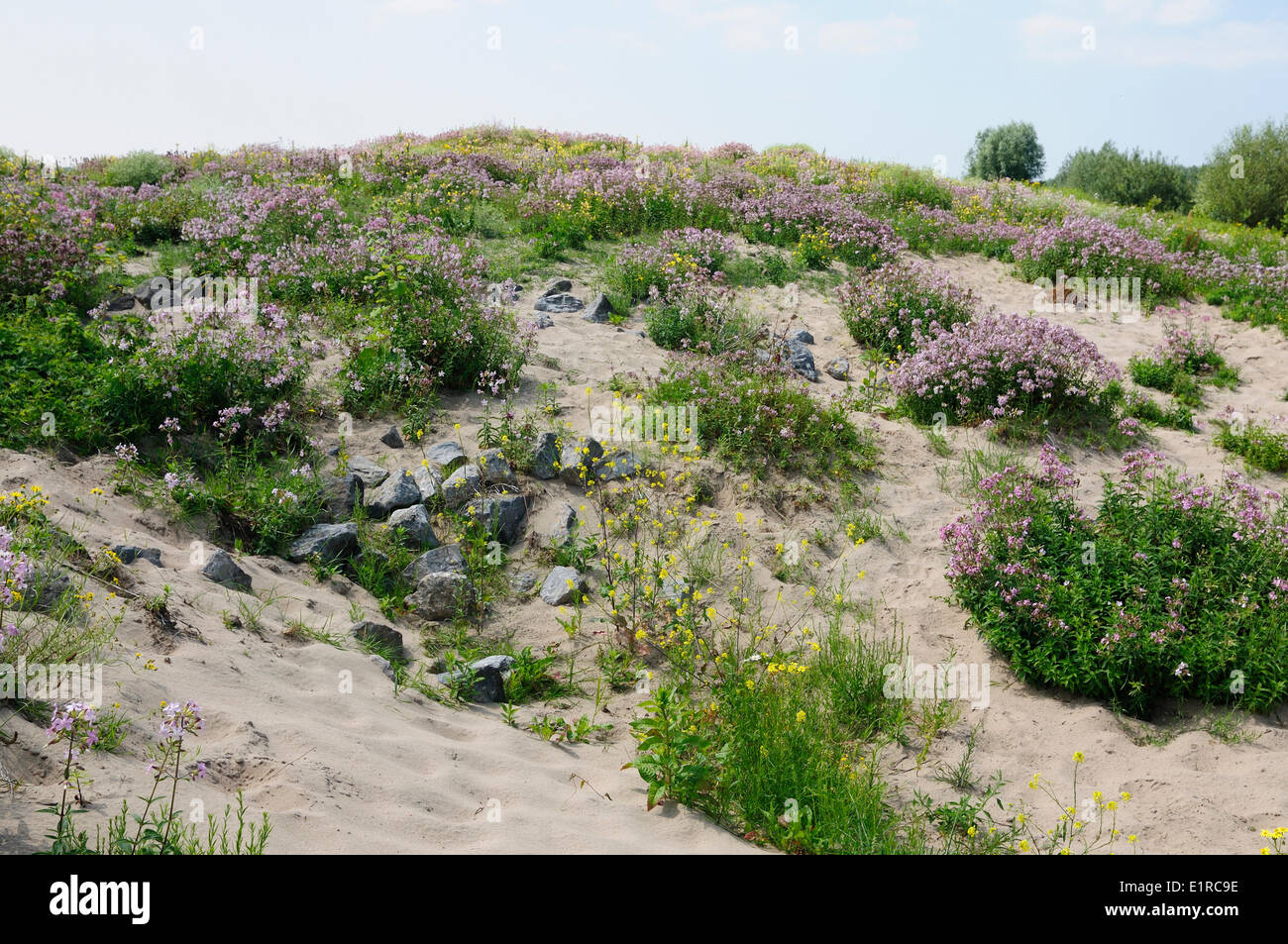 Fioritura Soapwort su riverdune nel Klompenwaard Foto Stock