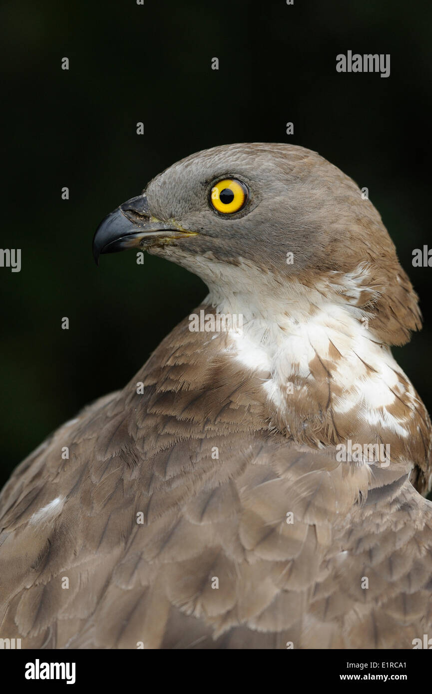 Colpo di testa di un maschio adulto Falco Pecchiaiolo Foto Stock