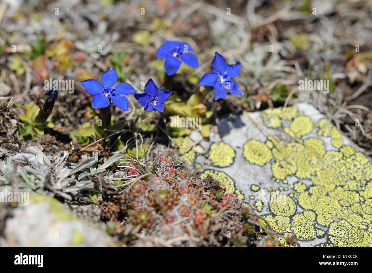 Molla di fioritura genziana sul prato alpino Foto Stock
