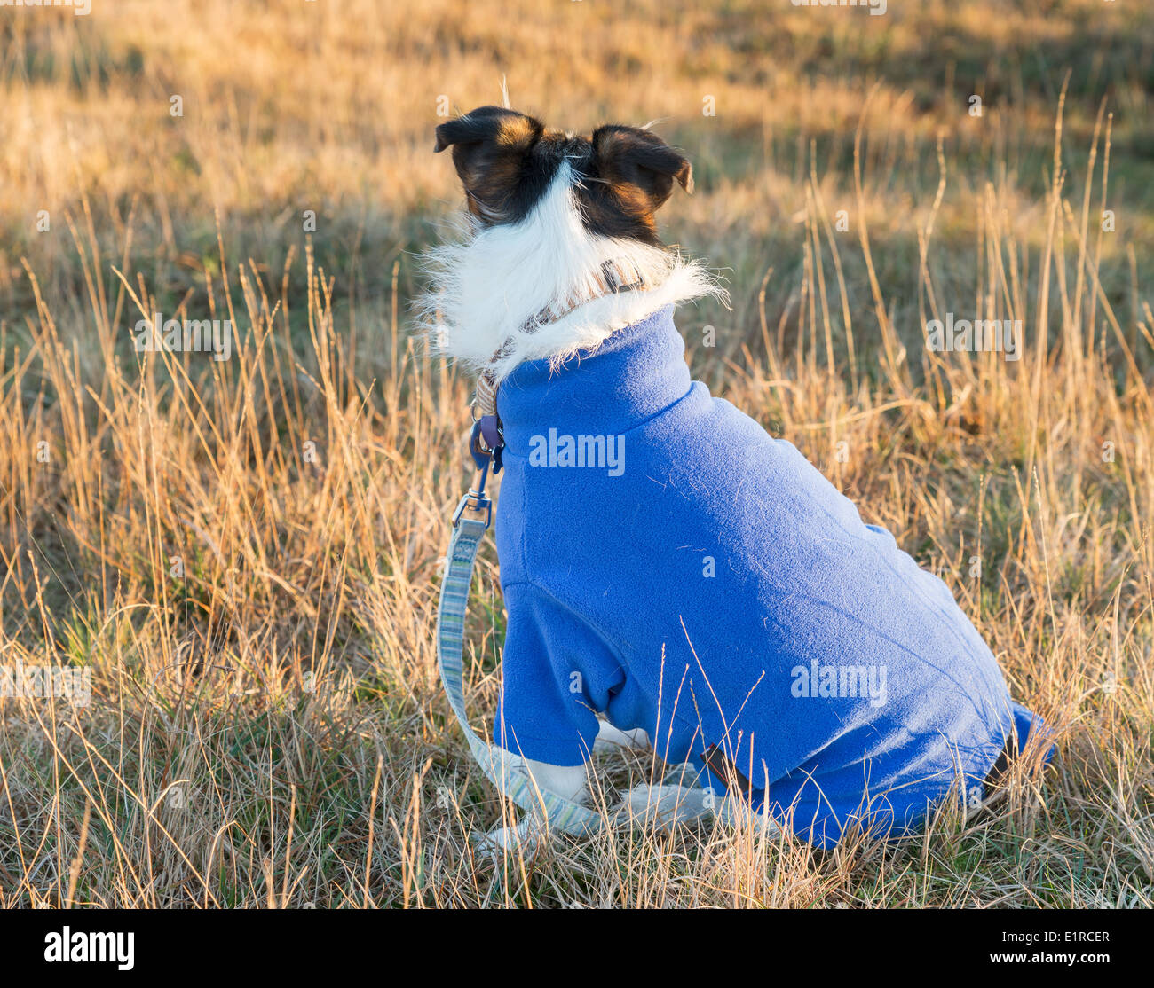 Jack Russell Terrier indossando un blu cappotto termico Foto Stock