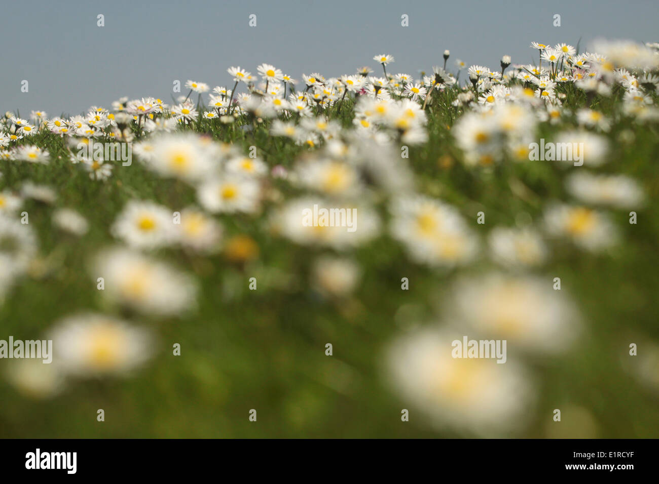 Un prato con il Daisy Foto Stock