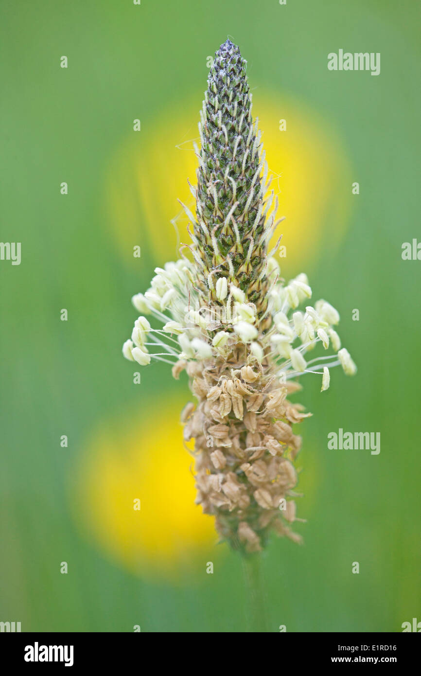 Foto della fioritura ribwort piantaggine contro uno sfondo verde con fiori di colore giallo Foto Stock