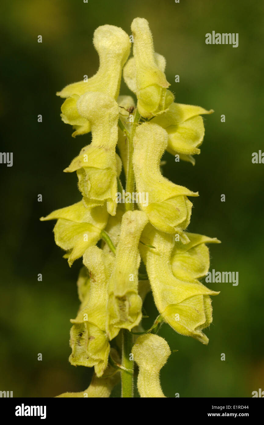 Fioritura Wolfsbane Foto Stock