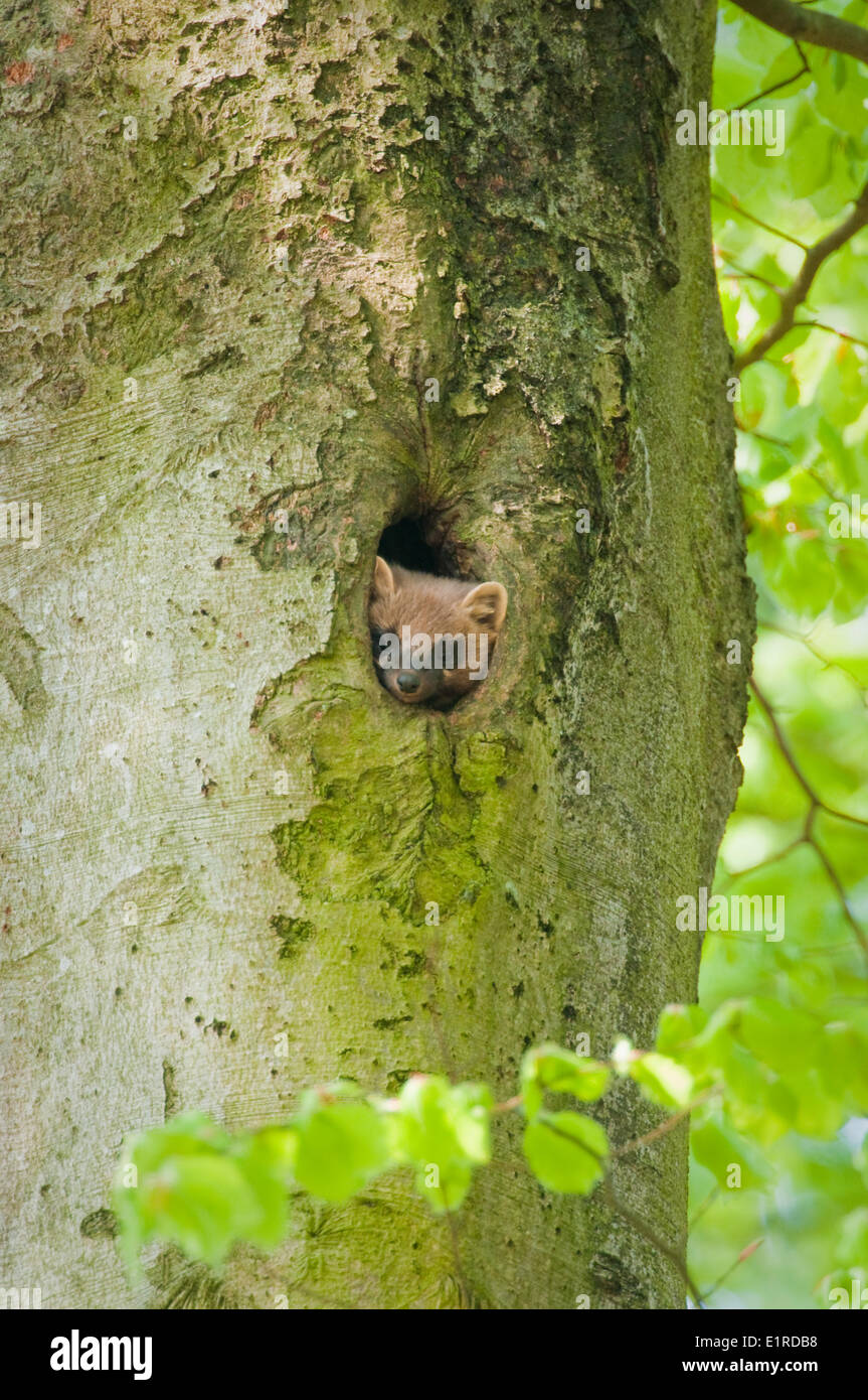 Questa immagine mostra una martora latrina, appena sopra il nido. Foto Stock