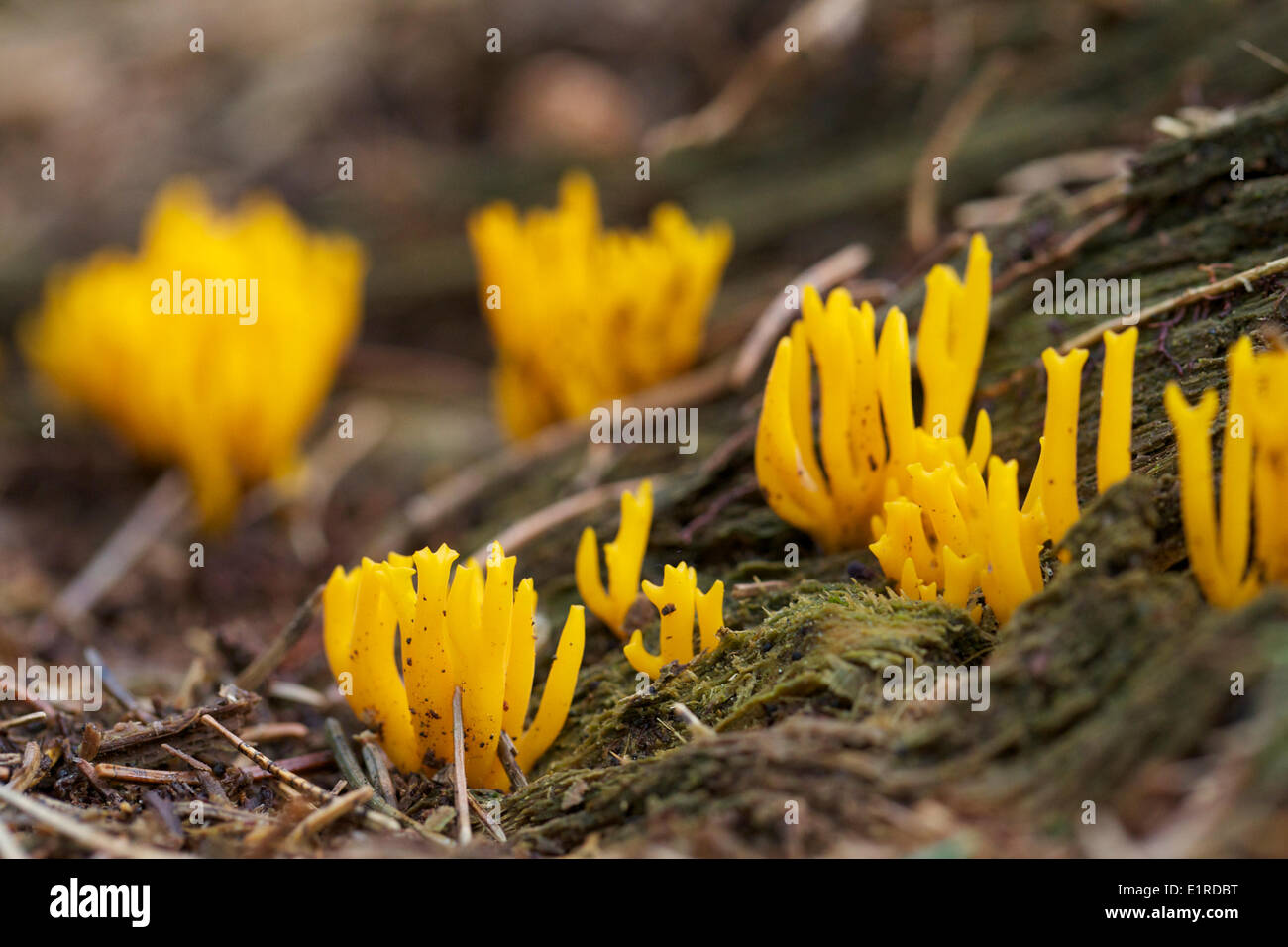 Giallo staghorn fungo Foto Stock