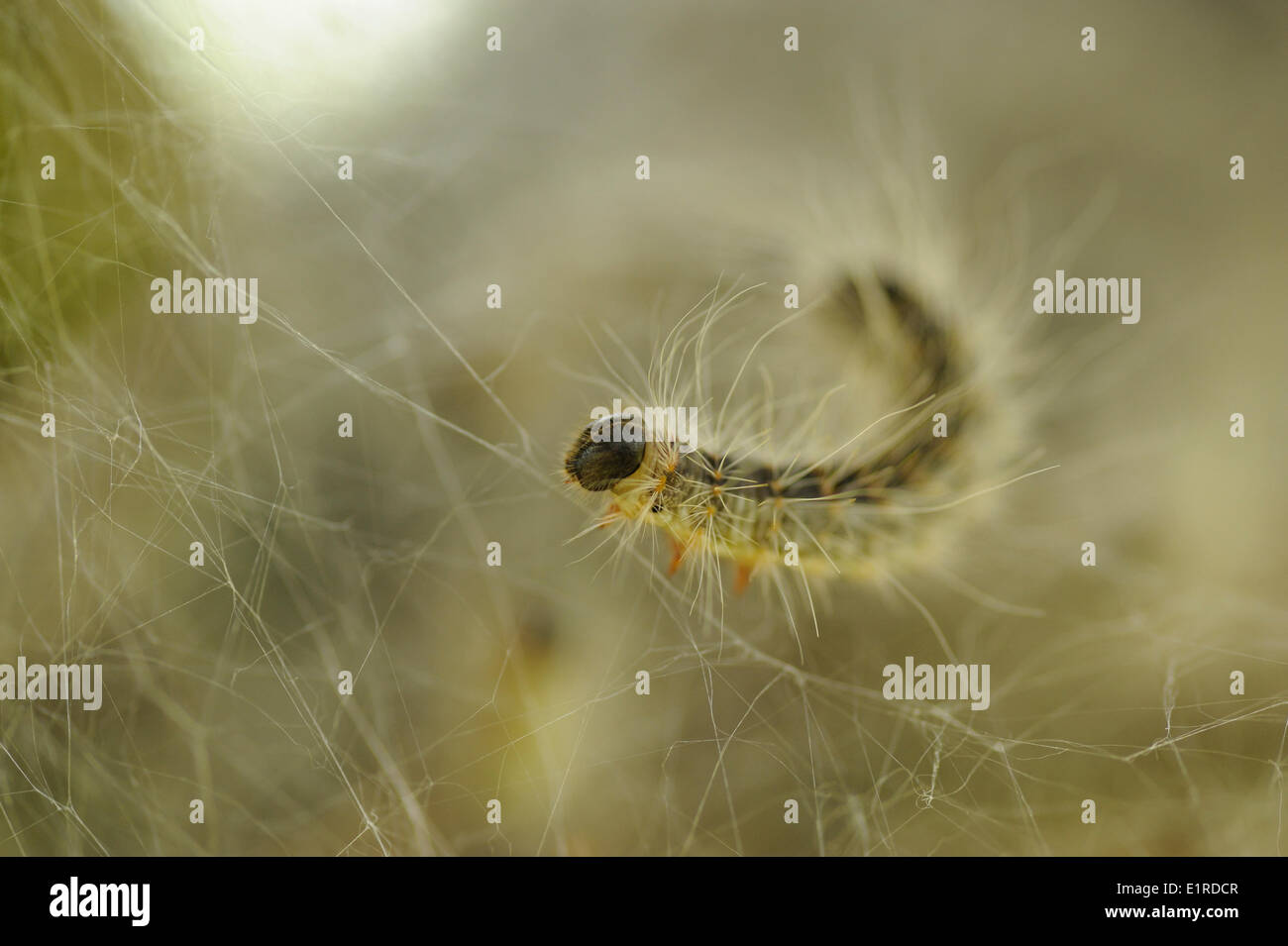 Processione di quercia caterpillar sul loro nido Foto Stock