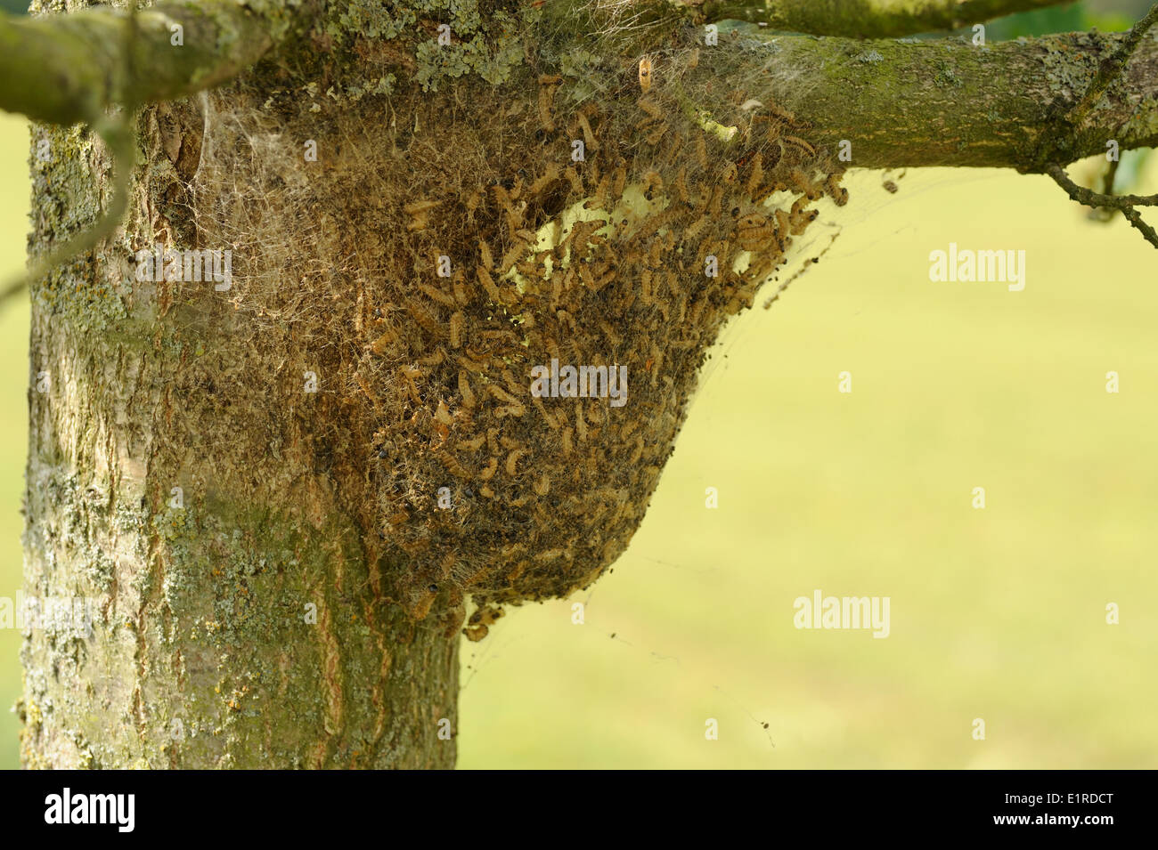 Processione di quercia caterpillar sul loro nido Foto Stock