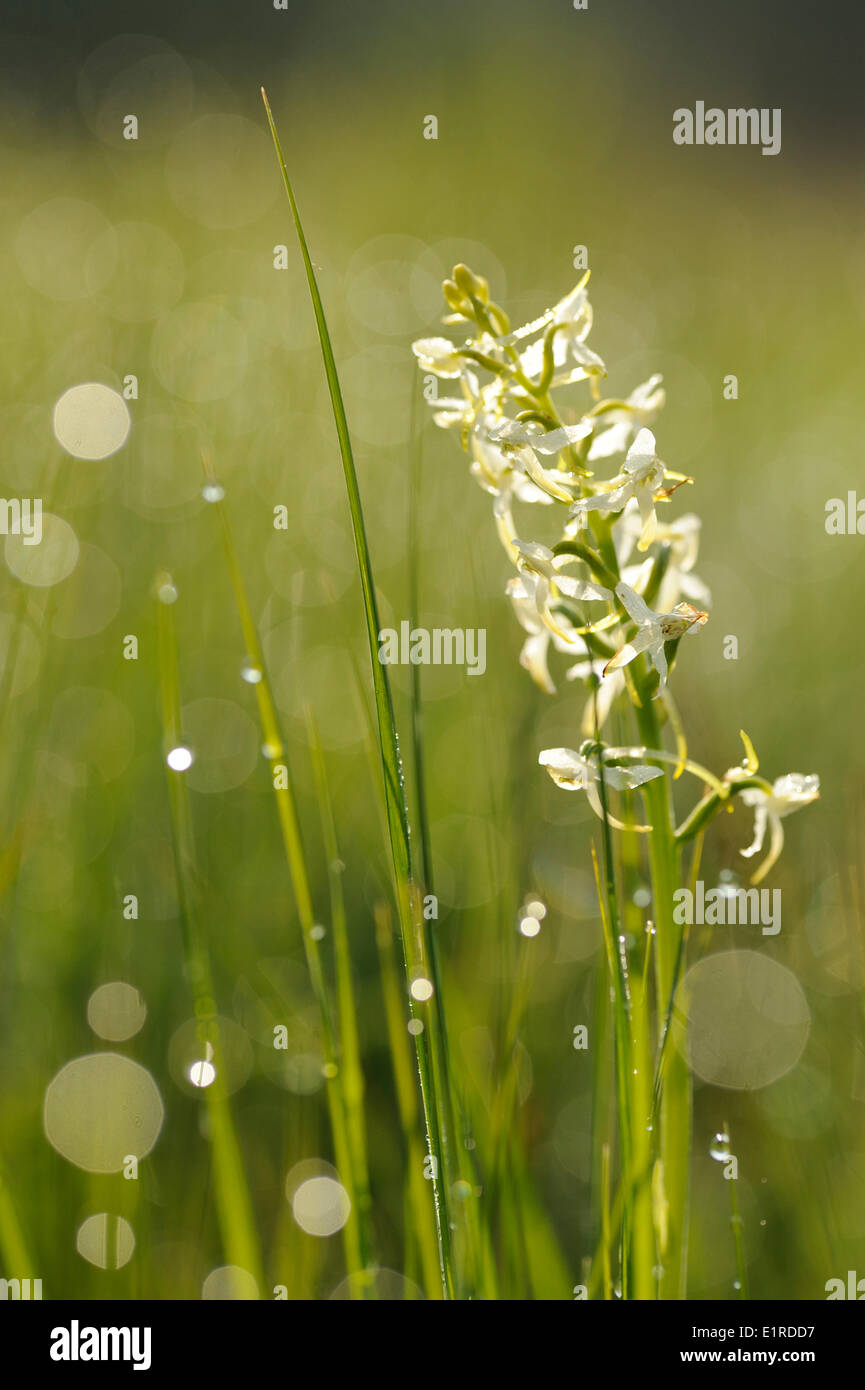 Fioritura Butterfly-Orchis minore nelle praterie umide della natura-riserva de Bruuk'' Foto Stock