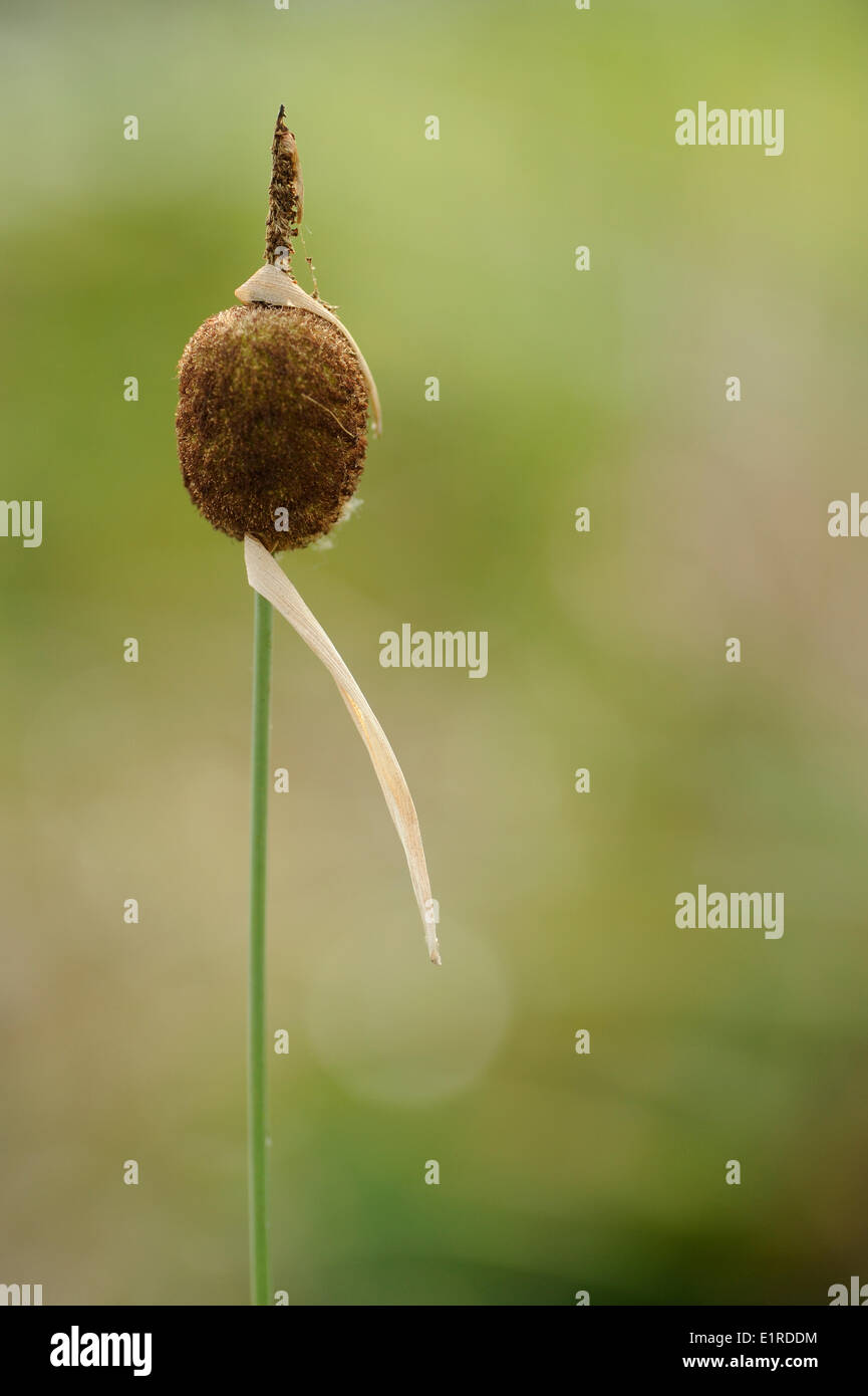 Una fuga regolari da laghetti da giardino, la nana Giunco Foto Stock