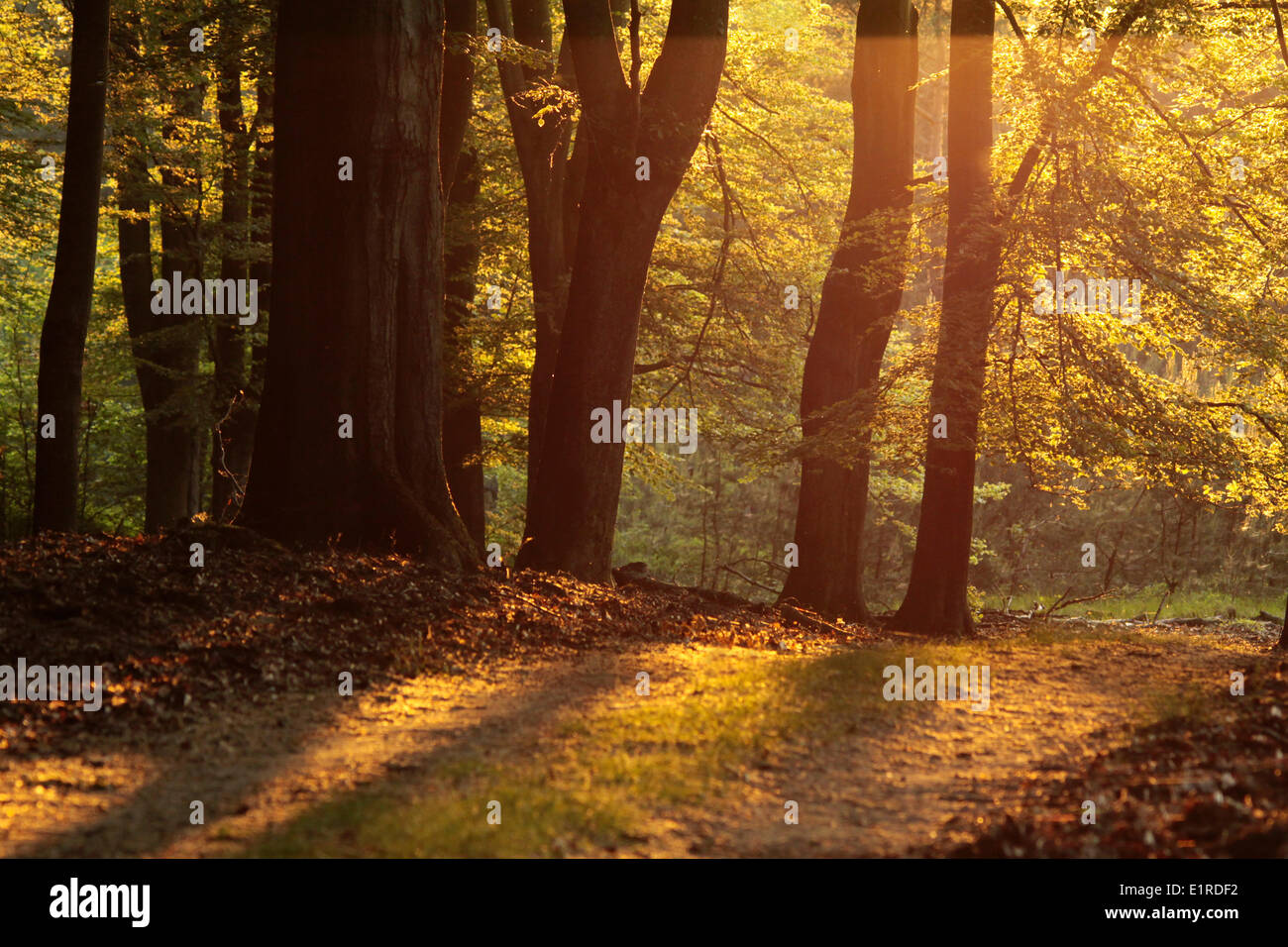 Luce della Sera in una foresta di faggio Foto Stock