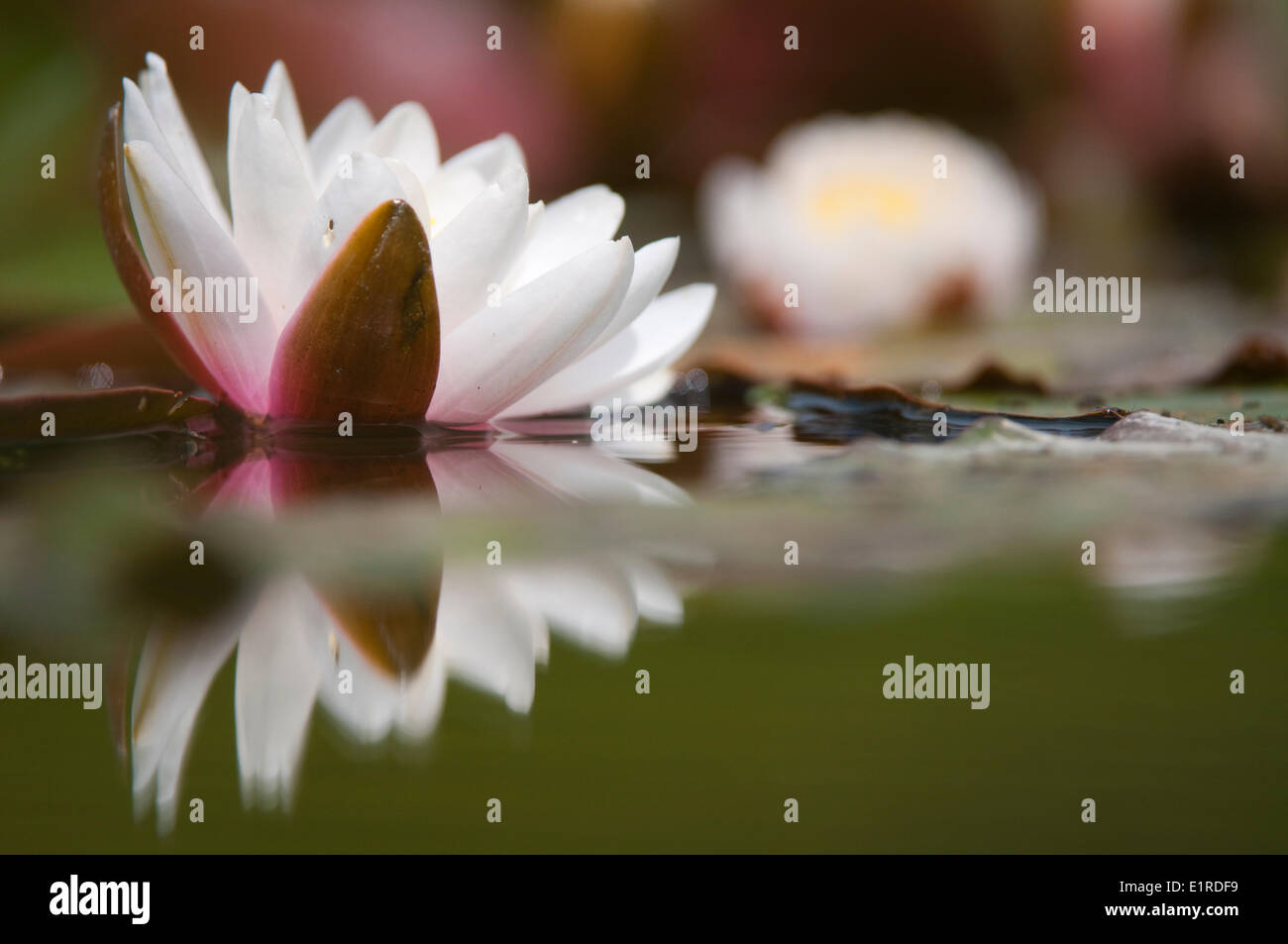 White Water Lily; Foto Stock
