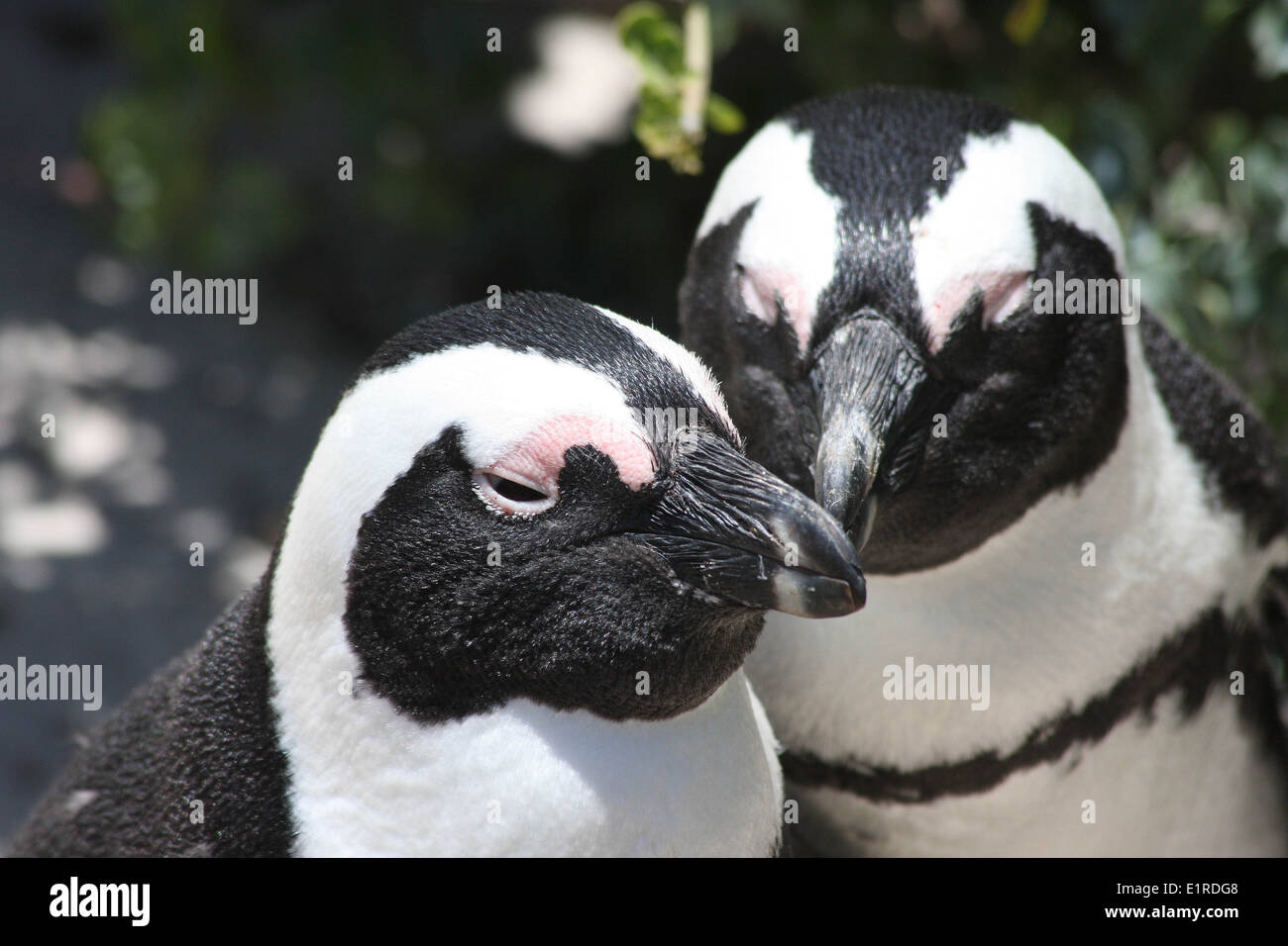 I Penguins africani a Boulders Beach, colonia di pinguini vicino alla Città di Simon, Cape Town, Sud Africa Foto Stock
