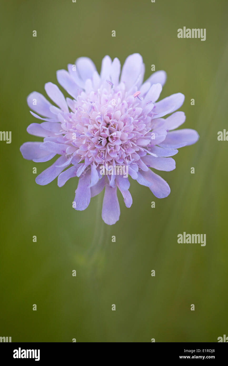 La foto del fiore di un campo scabious Foto Stock