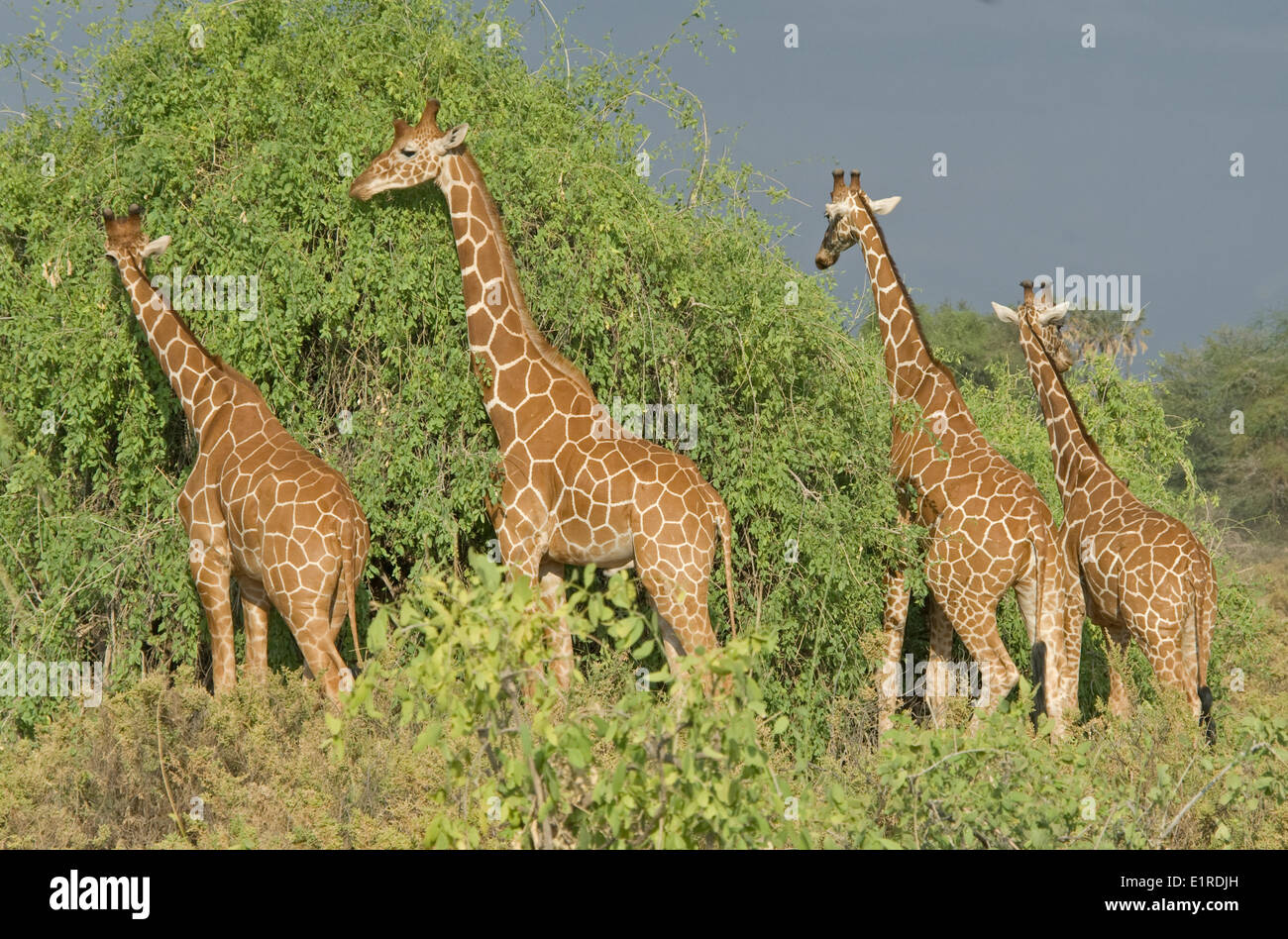 Quattro le giraffe reticolate Foto Stock