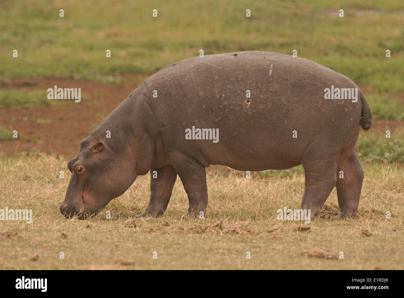 Ippopotamo pascolano in Amboseli National Park Foto Stock