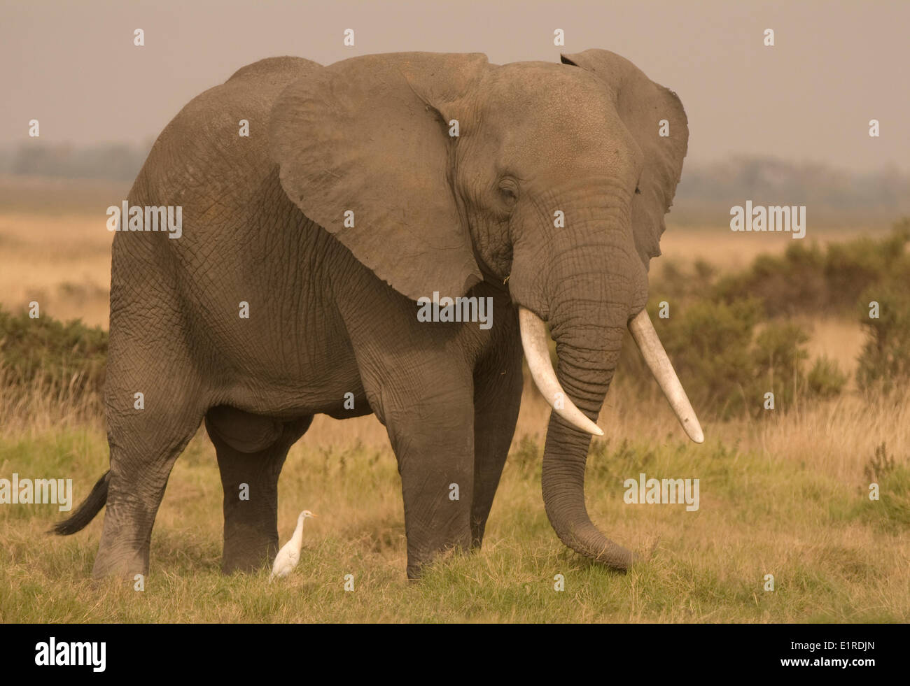 Bush africano Elefante in Amboseli National Park Foto Stock