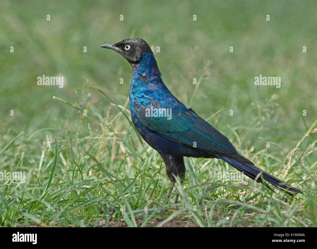 La Rueppell Glossy-Starling Foto Stock