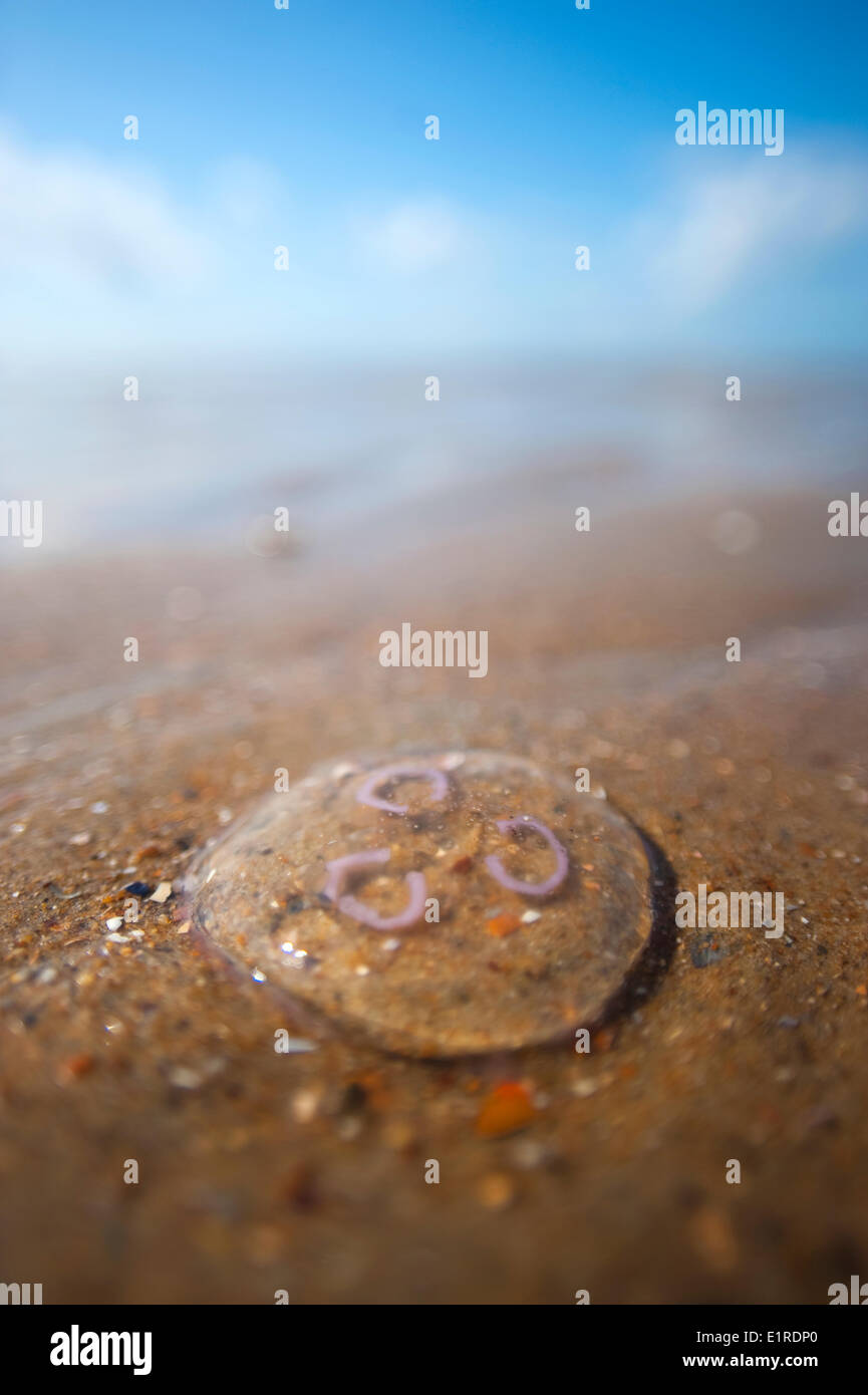 Luna medusa lavato fino sulla spiaggia Foto Stock