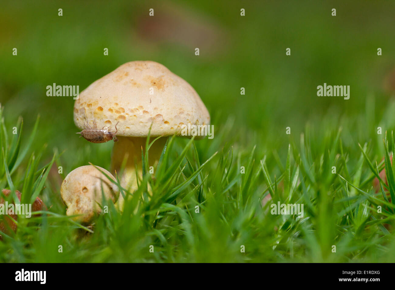 Tricholoma sulfureum è una specie di foreste di latifoglie. Qui con un comune Woodlouse striato. Foto Stock