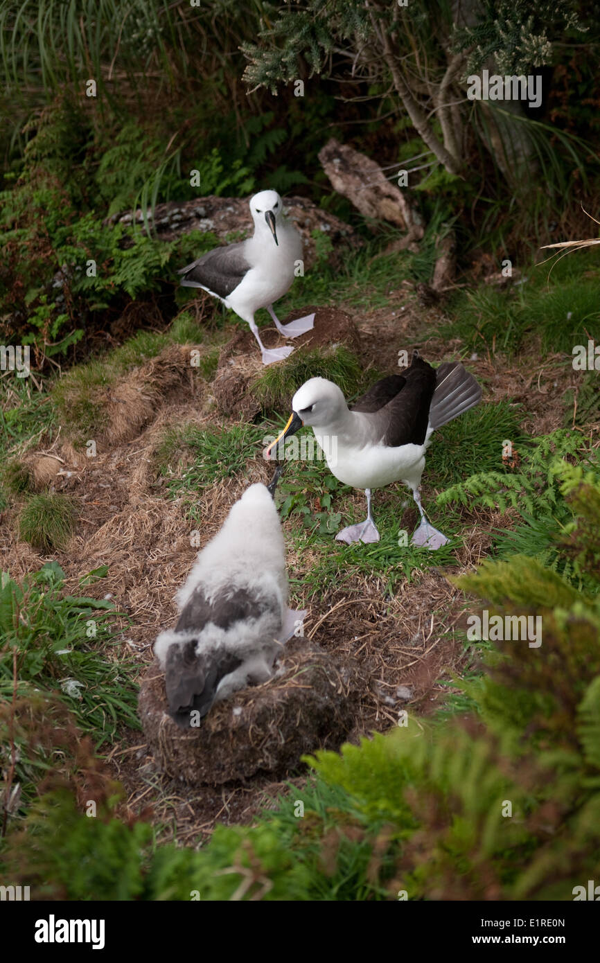 L'atlantico giallo-naso (Albatross Thalassarche chlororhynchos) chick tocca i genitori del becco in modo da attivare la Foto Stock