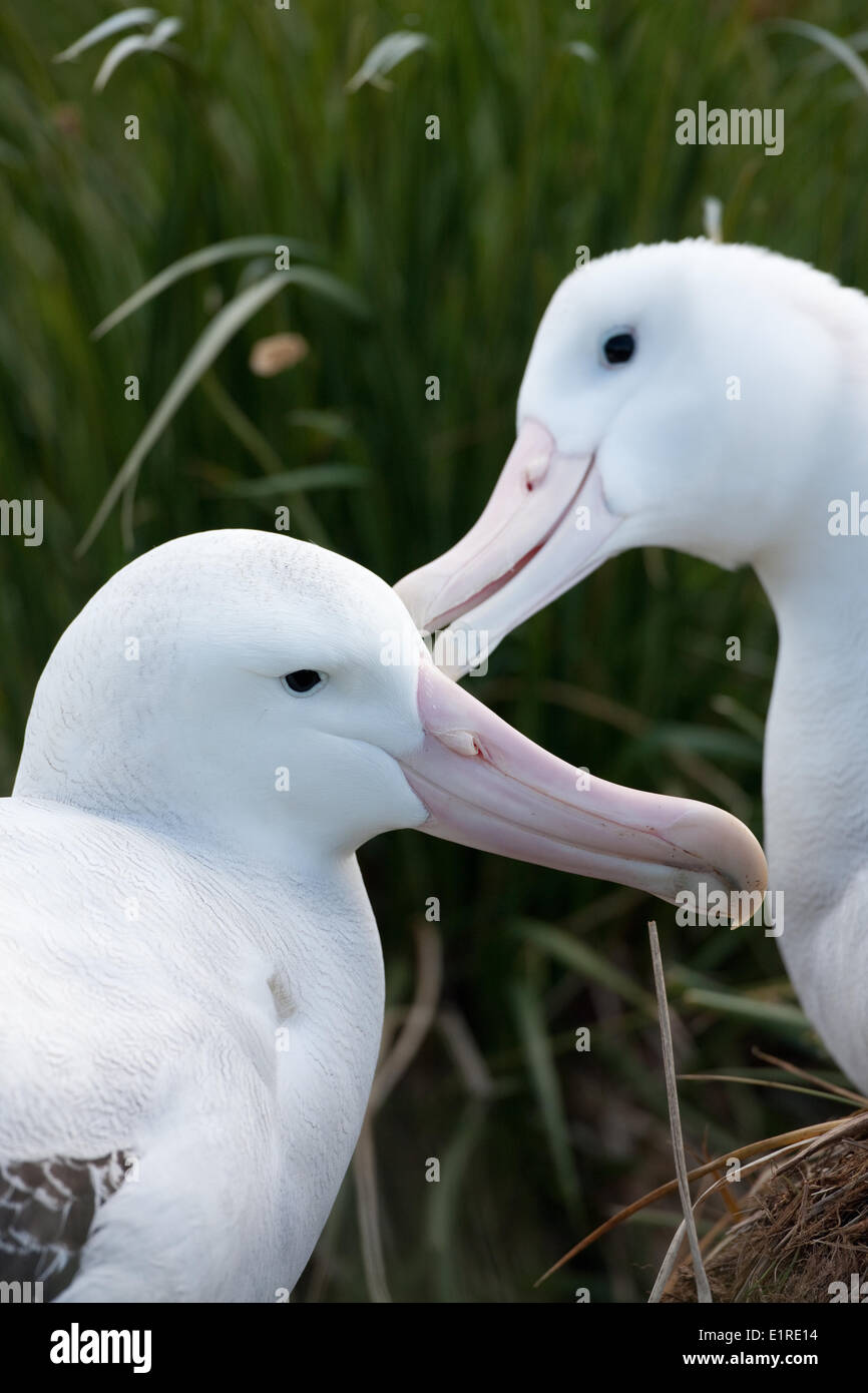 Albatri di uso generale in comportamenti stereotipati per rafforzare il legame di coppia. Foto Stock