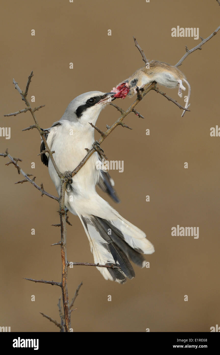 Grande Grigio Shrike mangiare dal mouse mentre appollaiato in thornbush Foto Stock