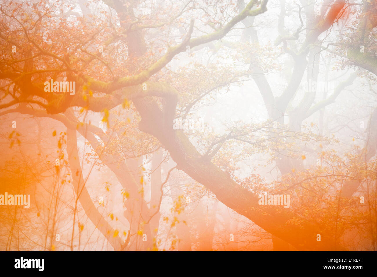 Secolari alberi di quercia nei Paesi Bassi durante l'autunno Foto Stock