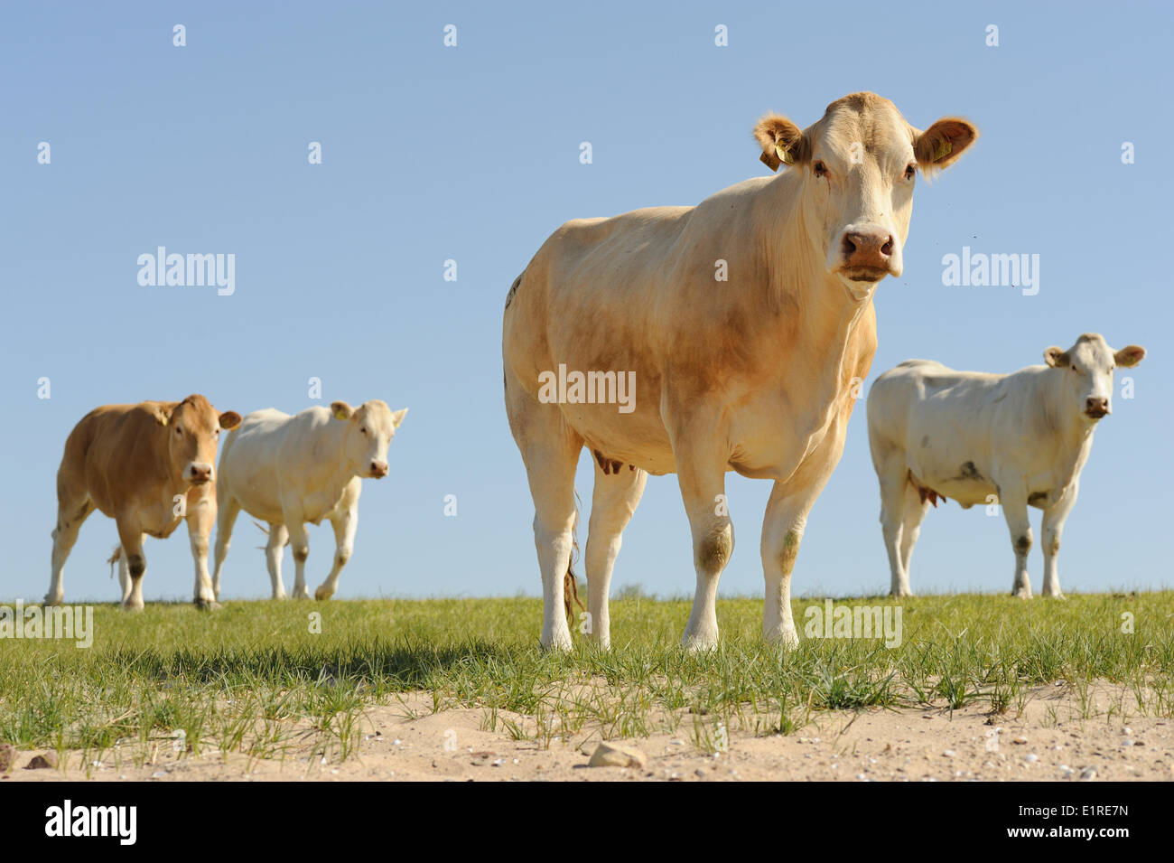 Blonde d'Aquitaine vacche sono utilizzate per il pascolo una riserva naturale Foto Stock