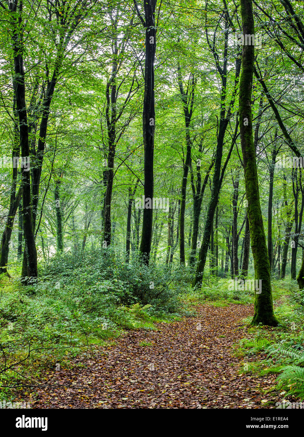 Sentiero attraverso la foresta di Hart boschi in Conrwall Foto Stock