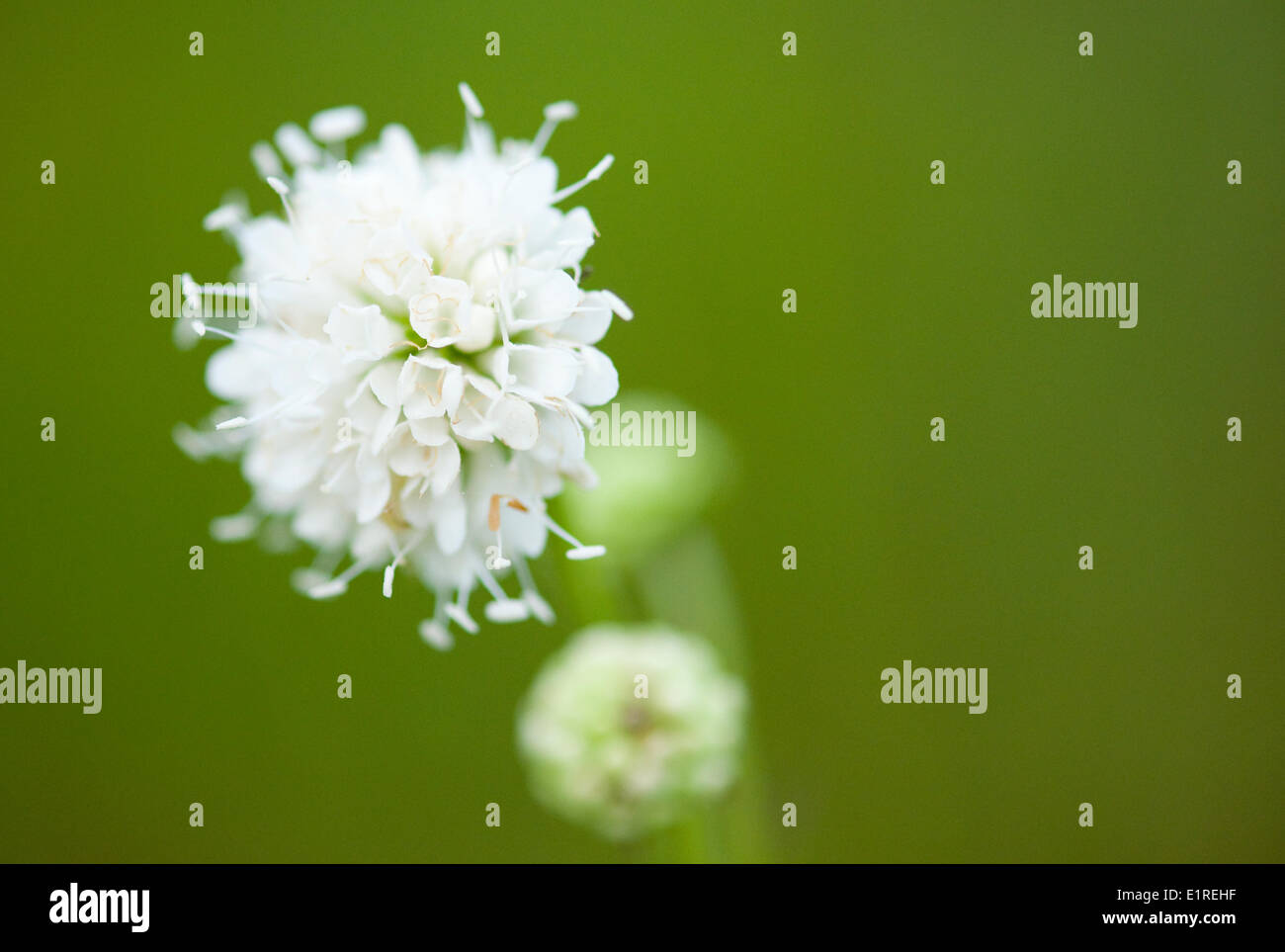 Rare fioritura bianco forma di Devil's-bit Scabious Foto Stock