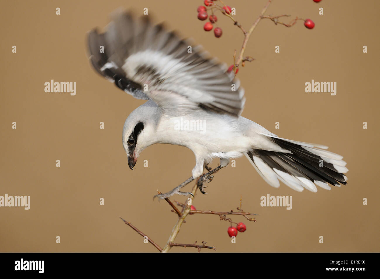 Grande Grigio Shrike mangiare dal mouse mentre appollaiato in thornbush Foto Stock